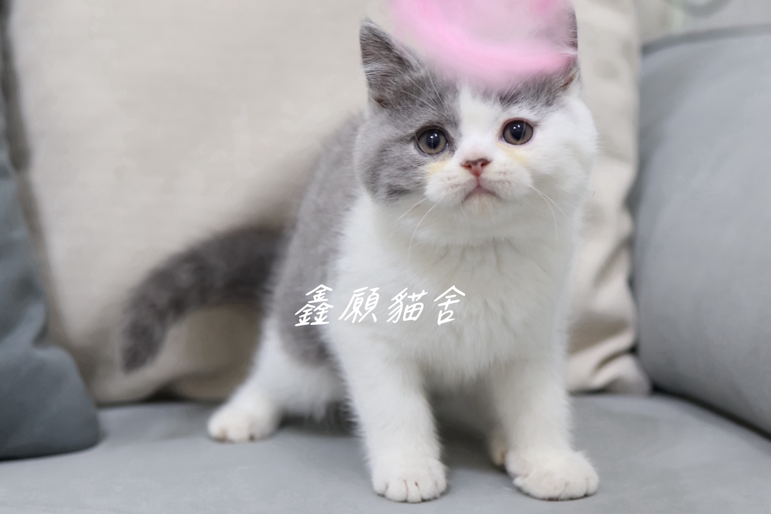 鑫願貓舍／藍白賓士英國短毛貓