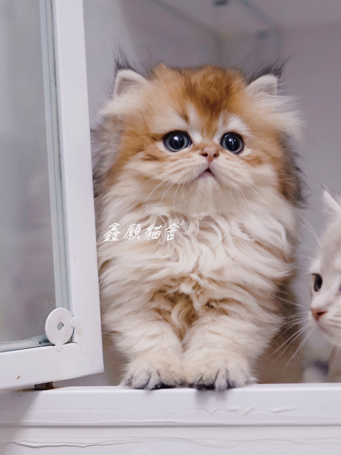 鑫願貓舍／金漸層英國長毛貓
