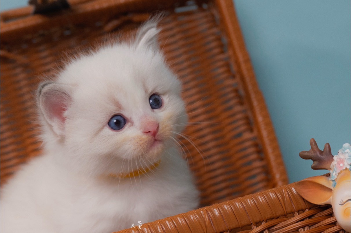 雀而喜貓舍／藍山雙色布偶貓