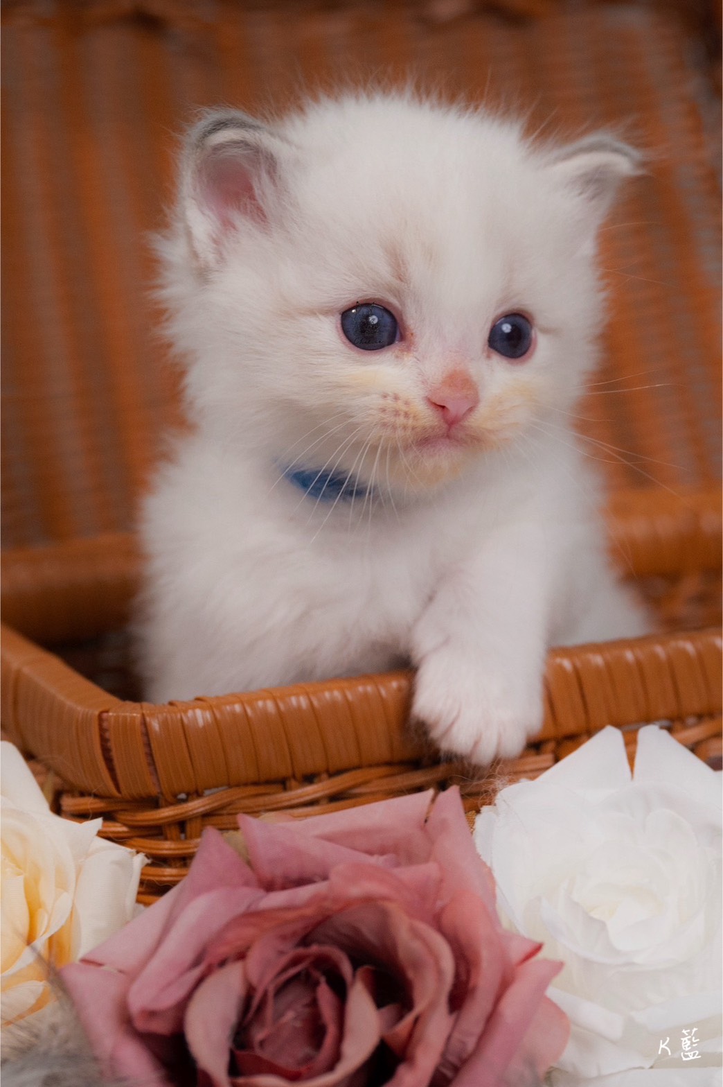 雀而喜貓舍／藍山雙色布偶貓