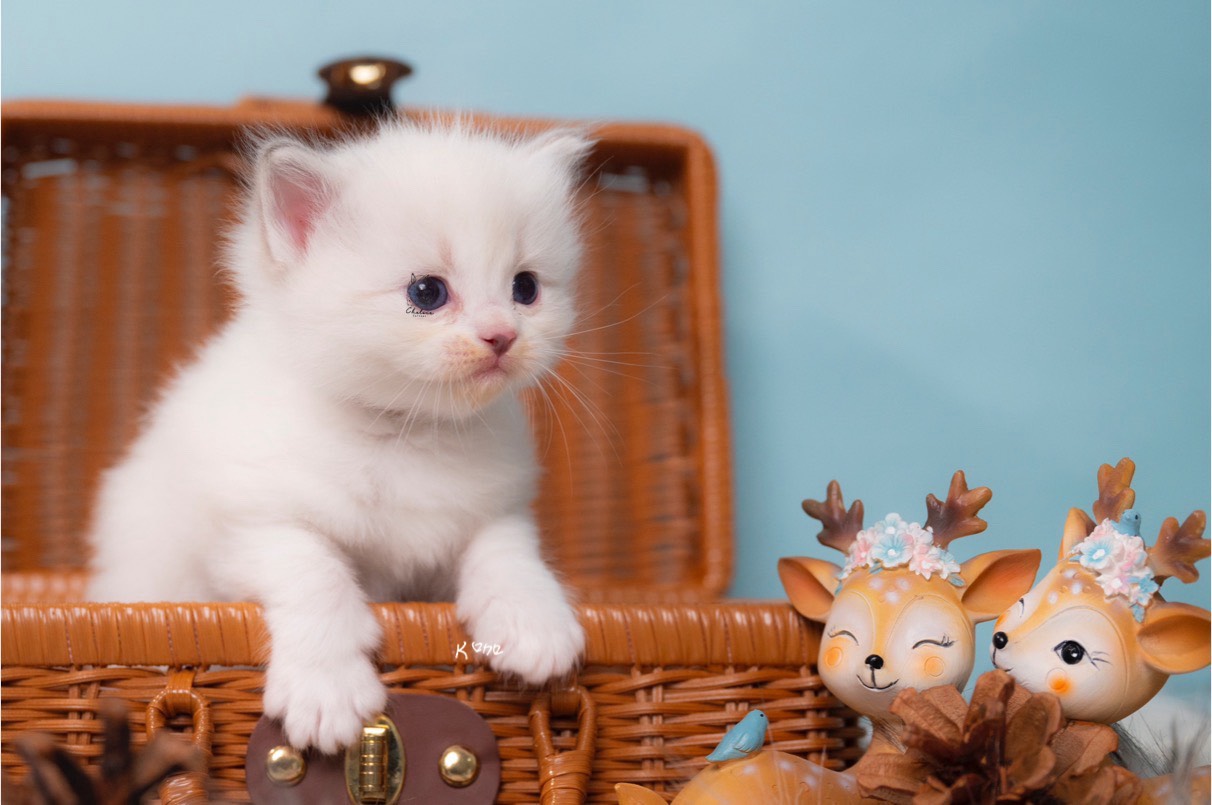 雀而喜貓舍／藍山雙色布偶貓