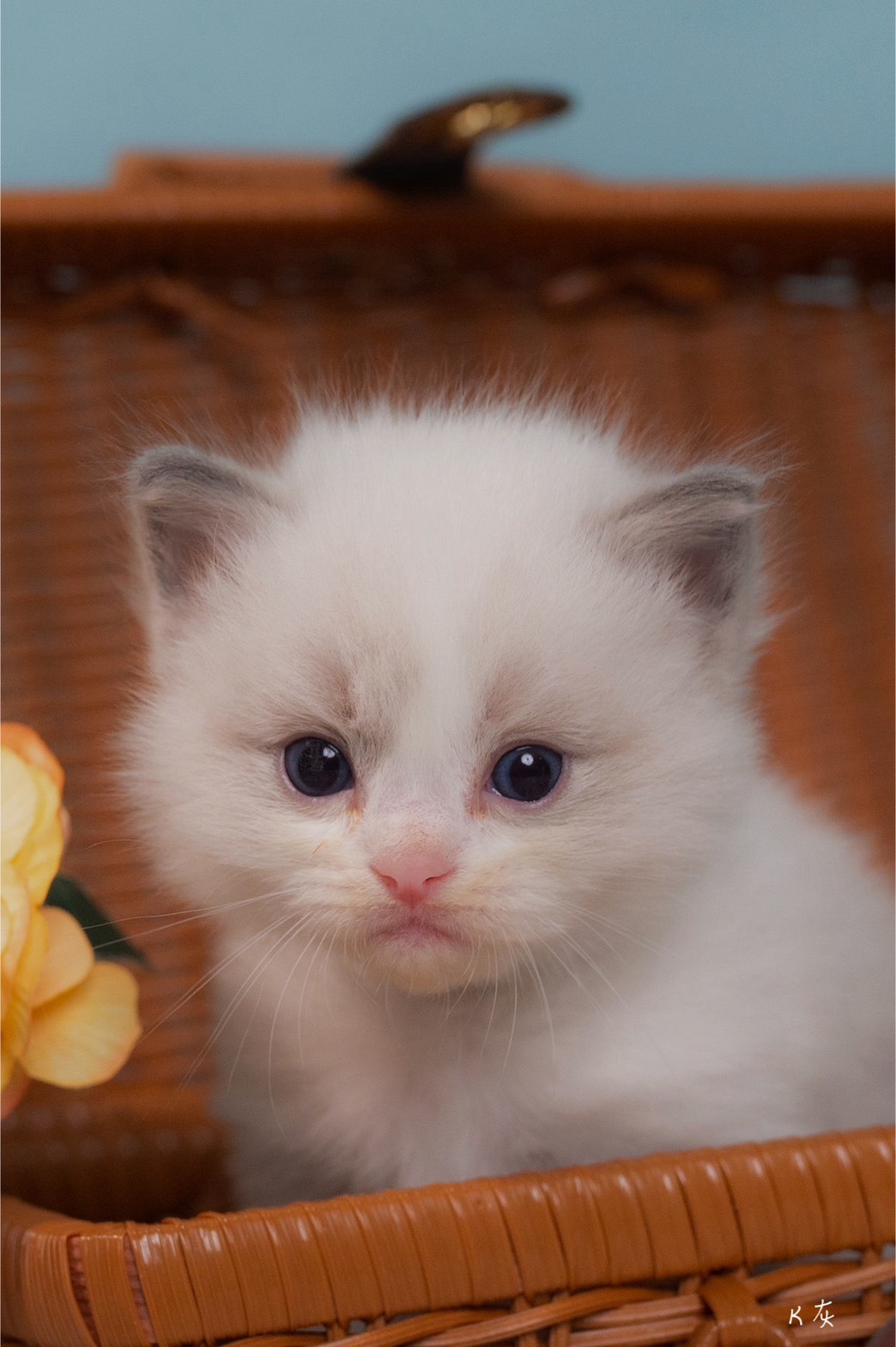 雀而喜貓舍／藍山雙色布偶貓