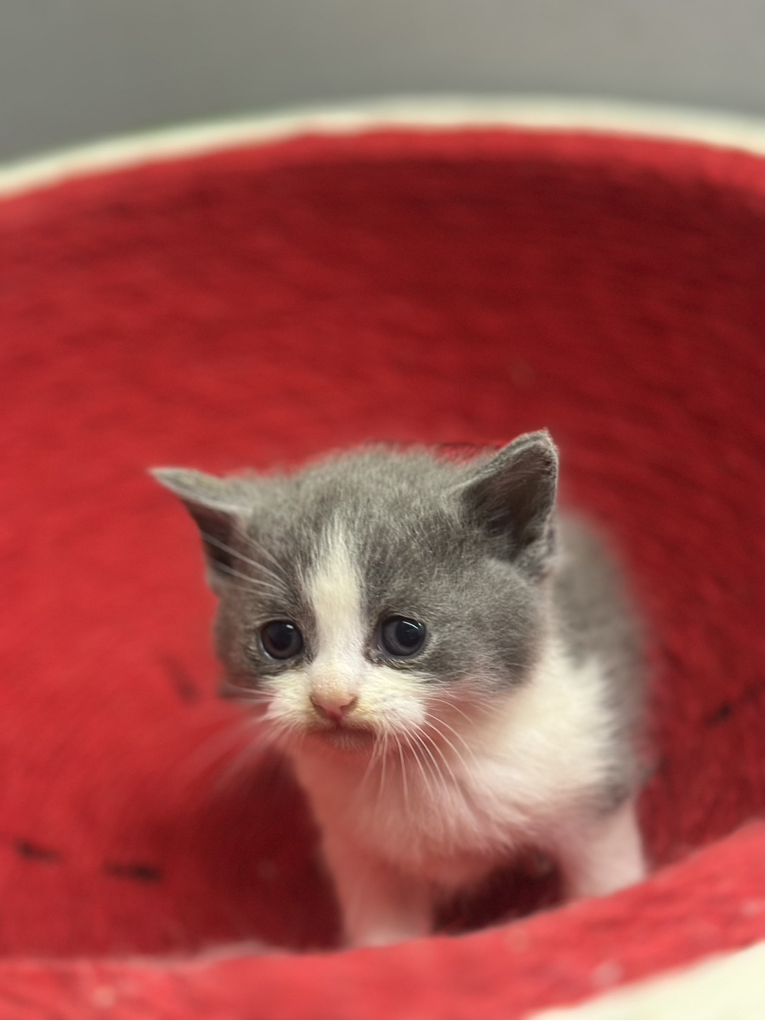 天使貓園／藍白英國短毛貓