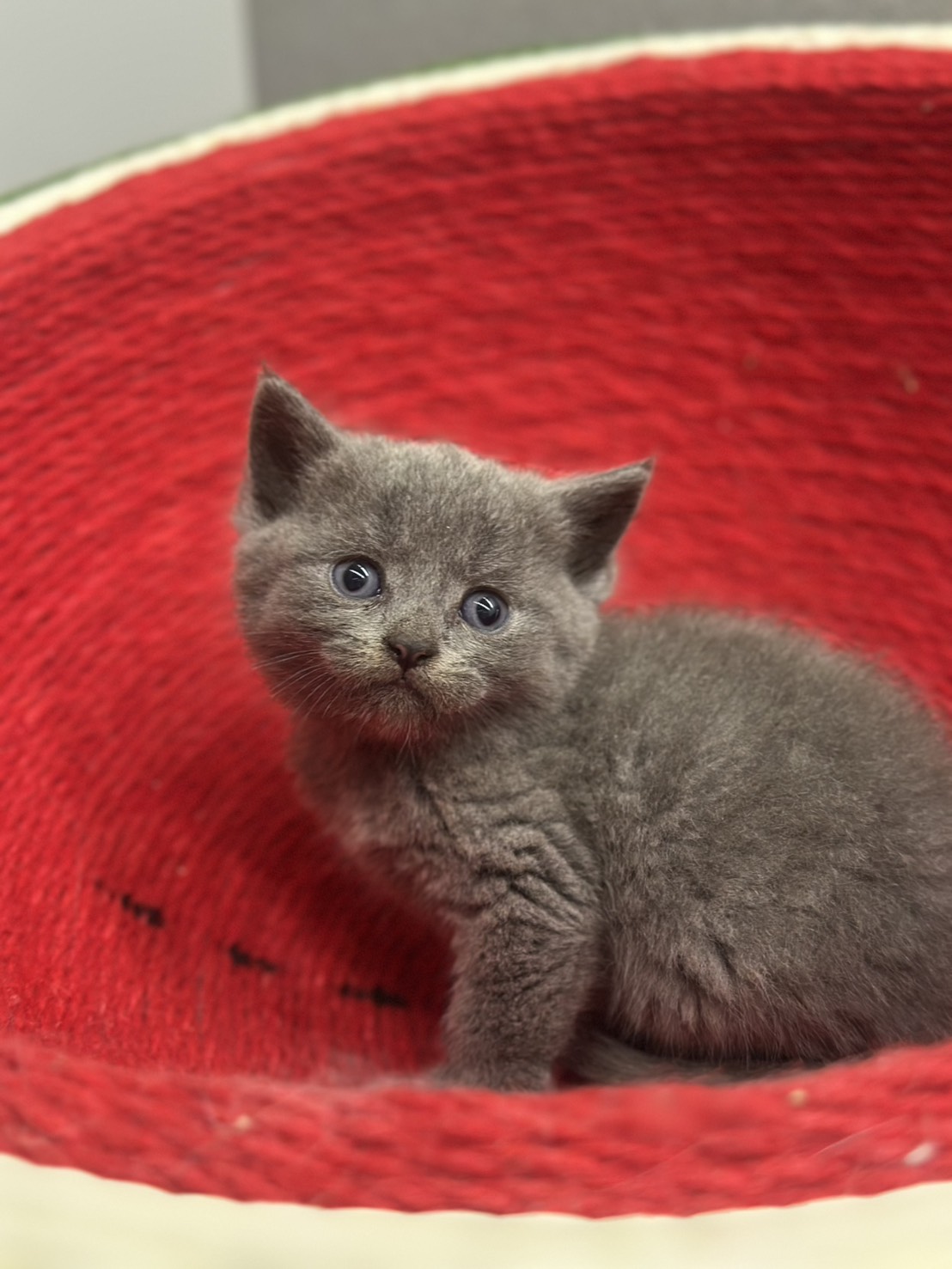 天使貓園／藍色英國短毛貓