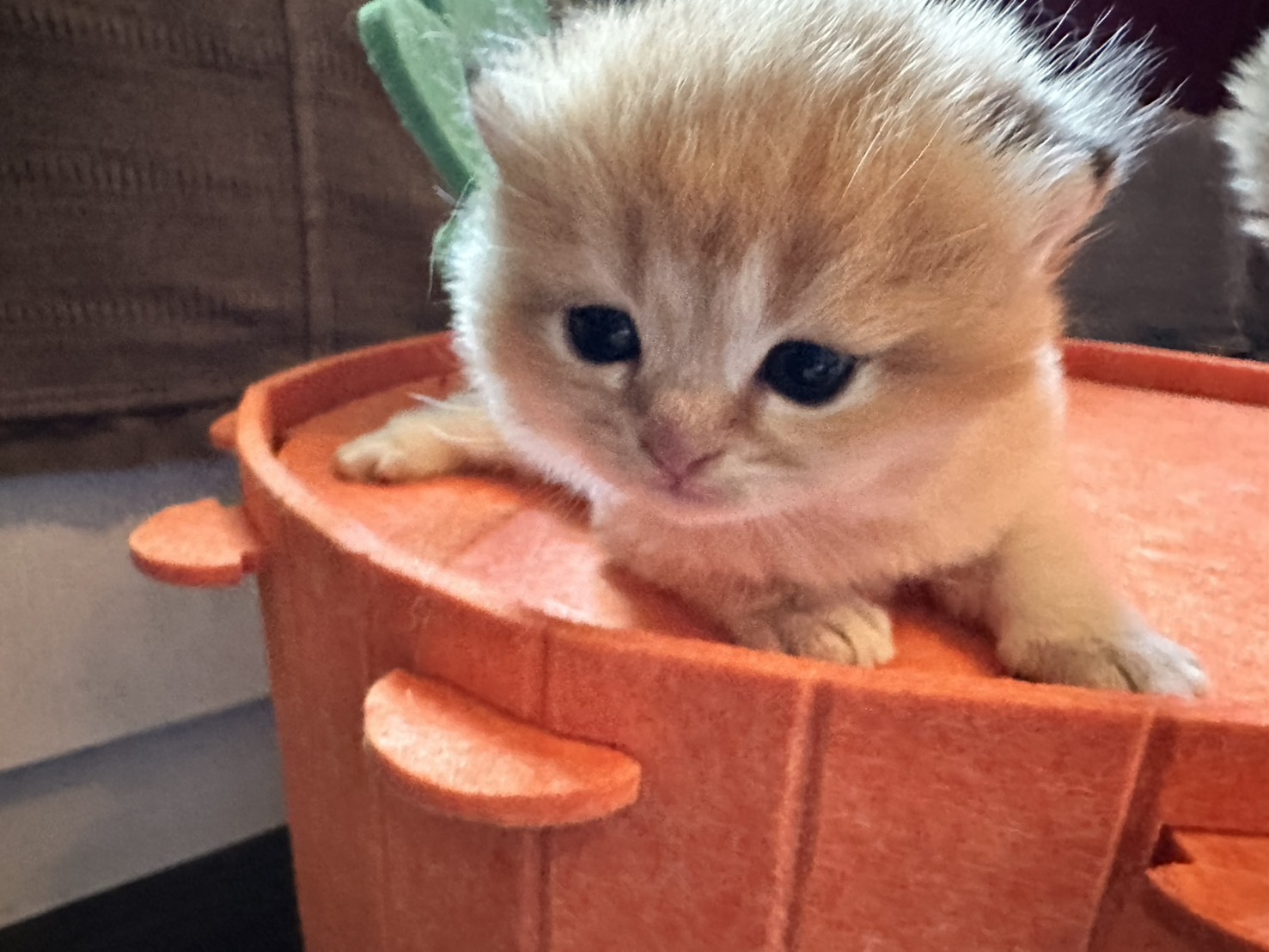 天使貓園／巧克力金漸層英國短毛貓