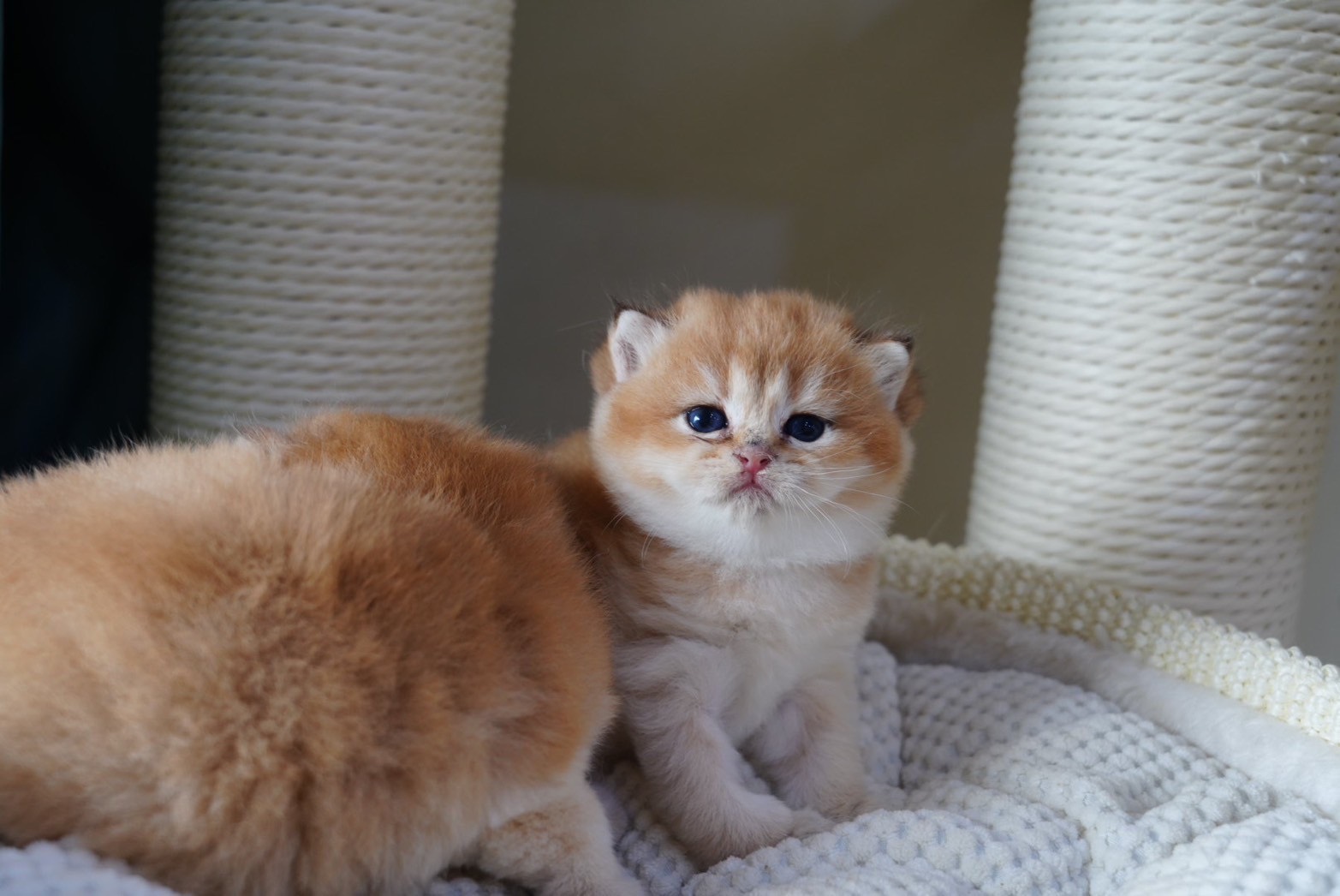 天使貓園／巧克力金漸層英國短毛貓