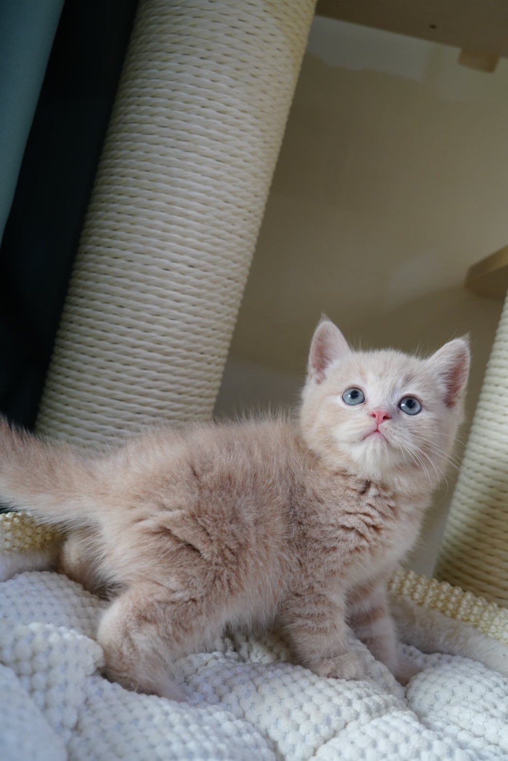 天使貓園／奶油色英國短毛貓