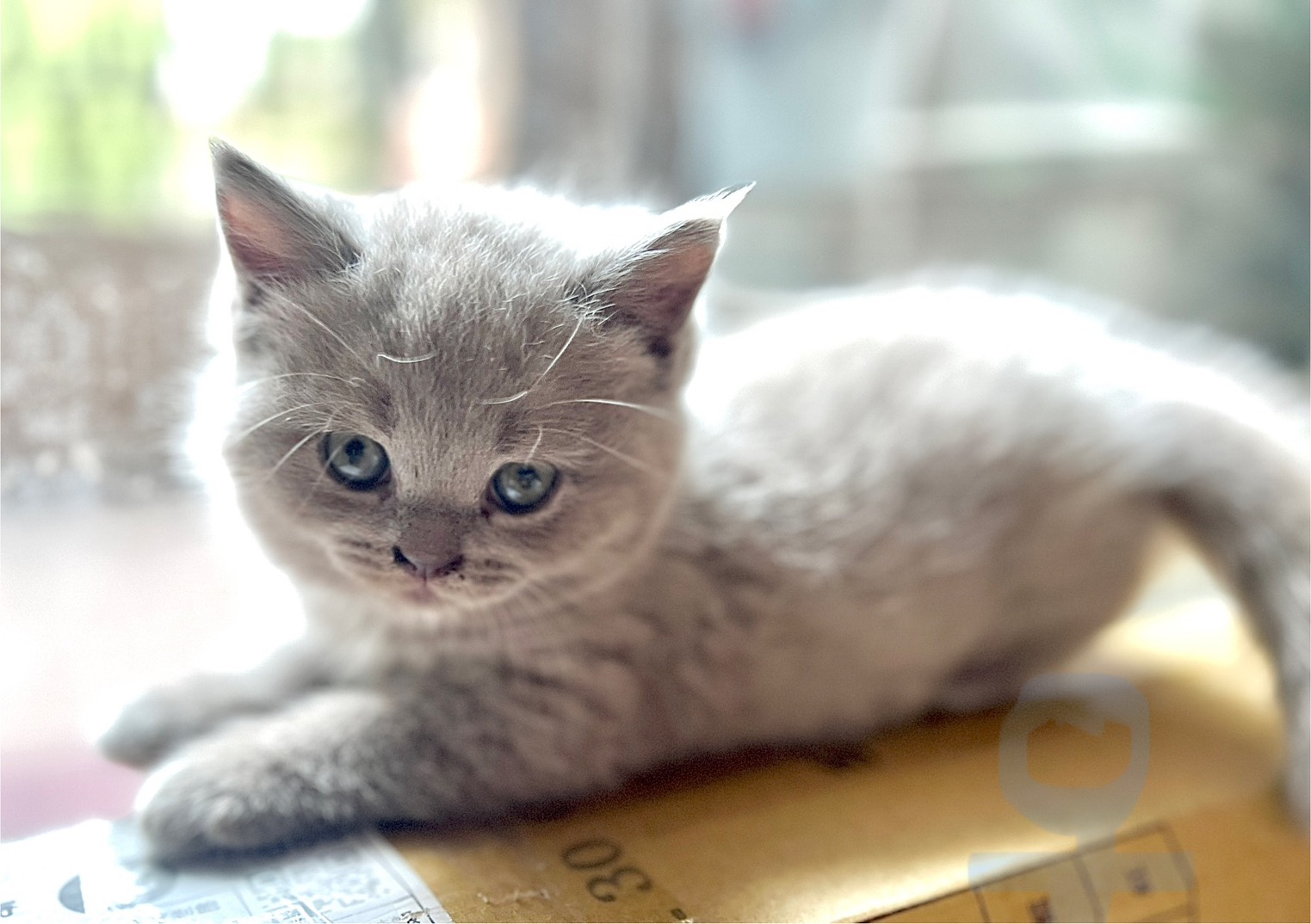 天使貓園／紫丁香英國短毛貓