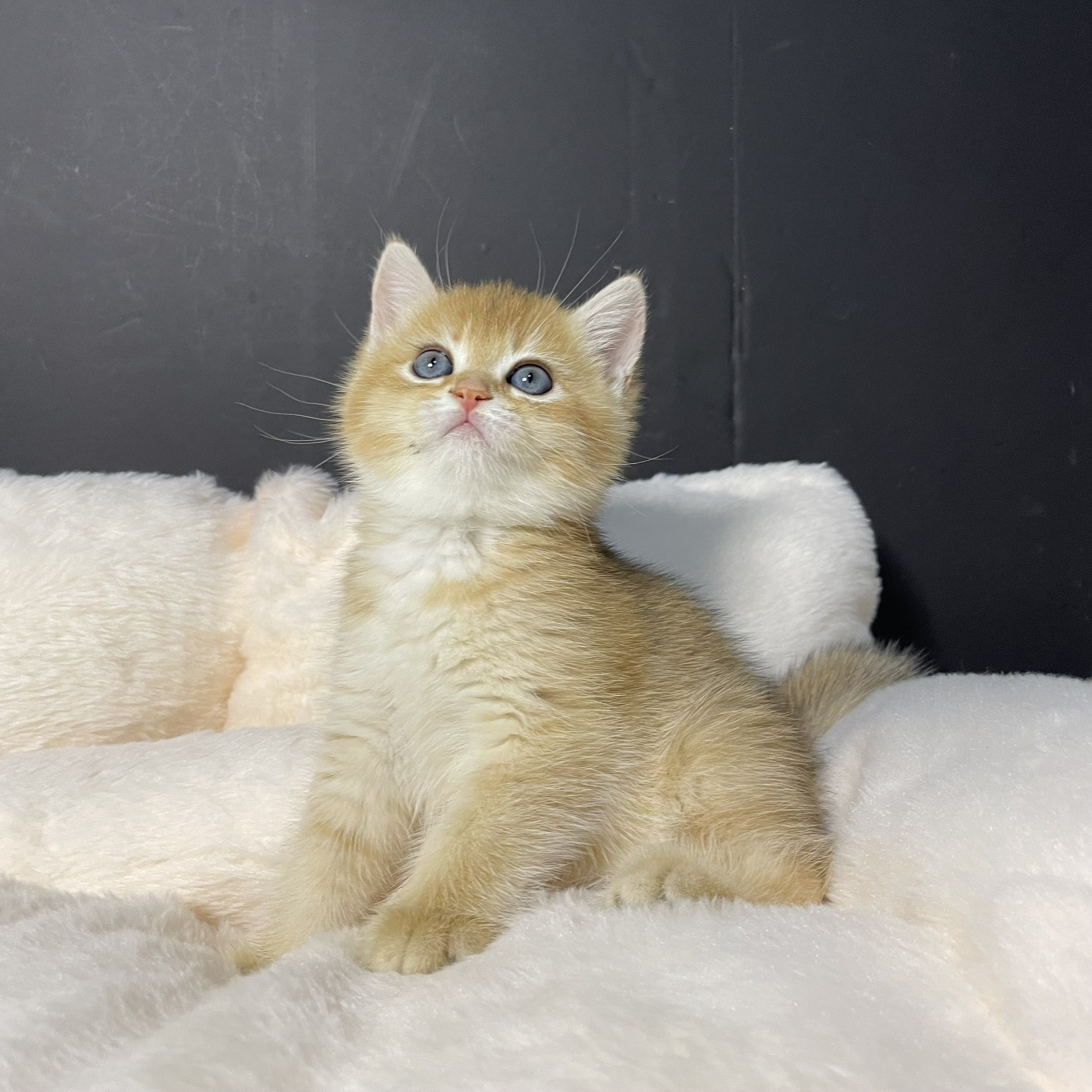 小藤貓舍／金漸層英國短毛貓