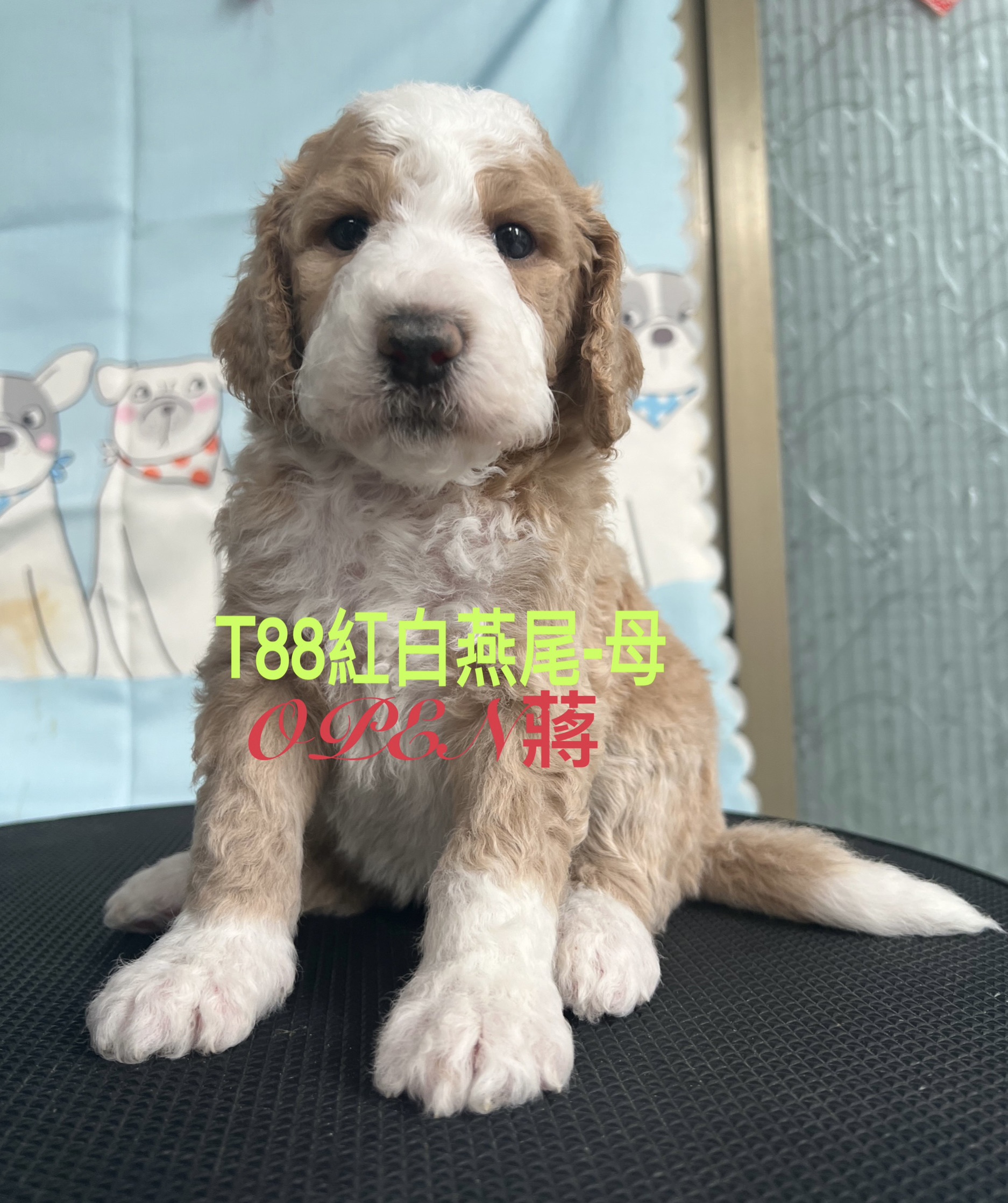 OPEN蔣犬舍／紅白燕尾巨型貴賓