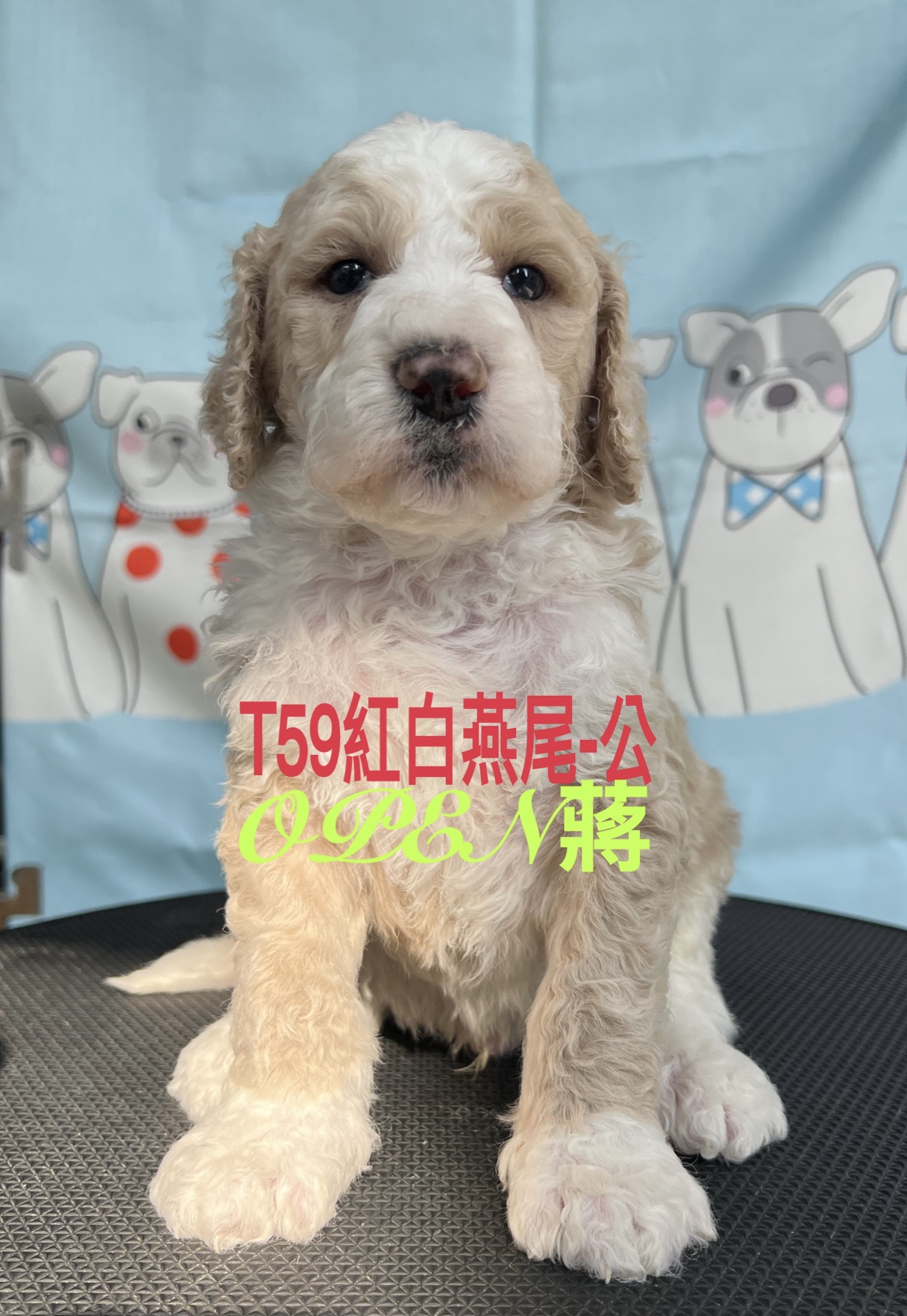 OPEN蔣犬舍／紅白燕尾巨型貴賓