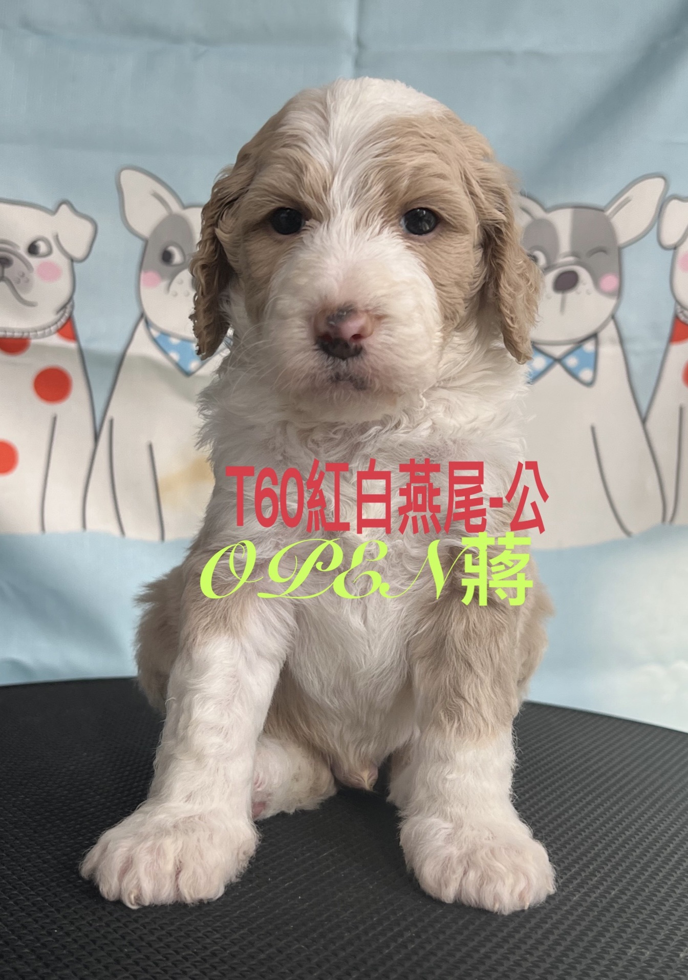 OPEN蔣犬舍／紅白燕尾巨型貴賓