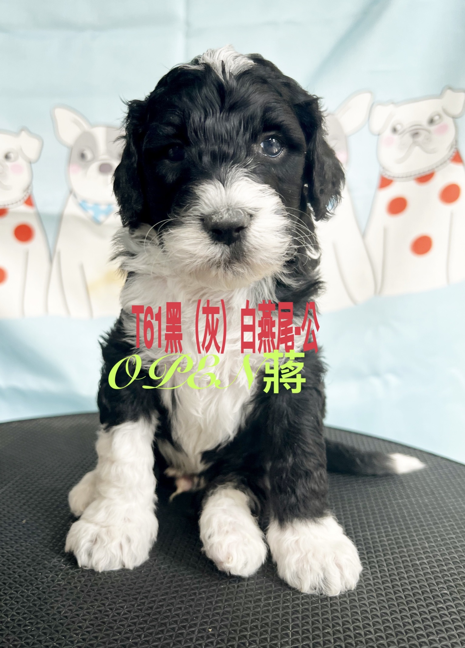 OPEN蔣犬舍／黑白燕尾巨型貴賓