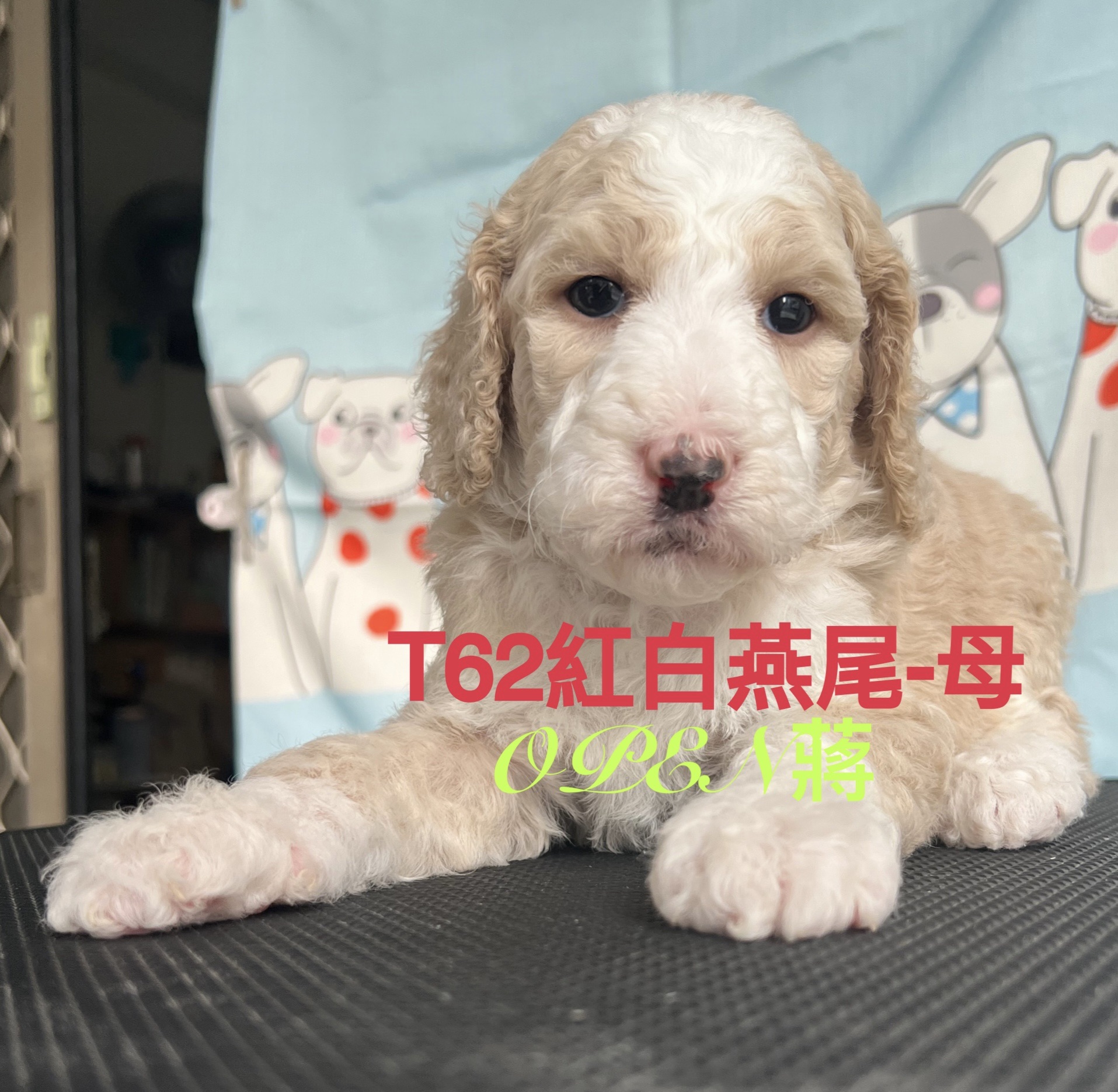 OPEN蔣犬舍／紅白燕尾巨型貴賓