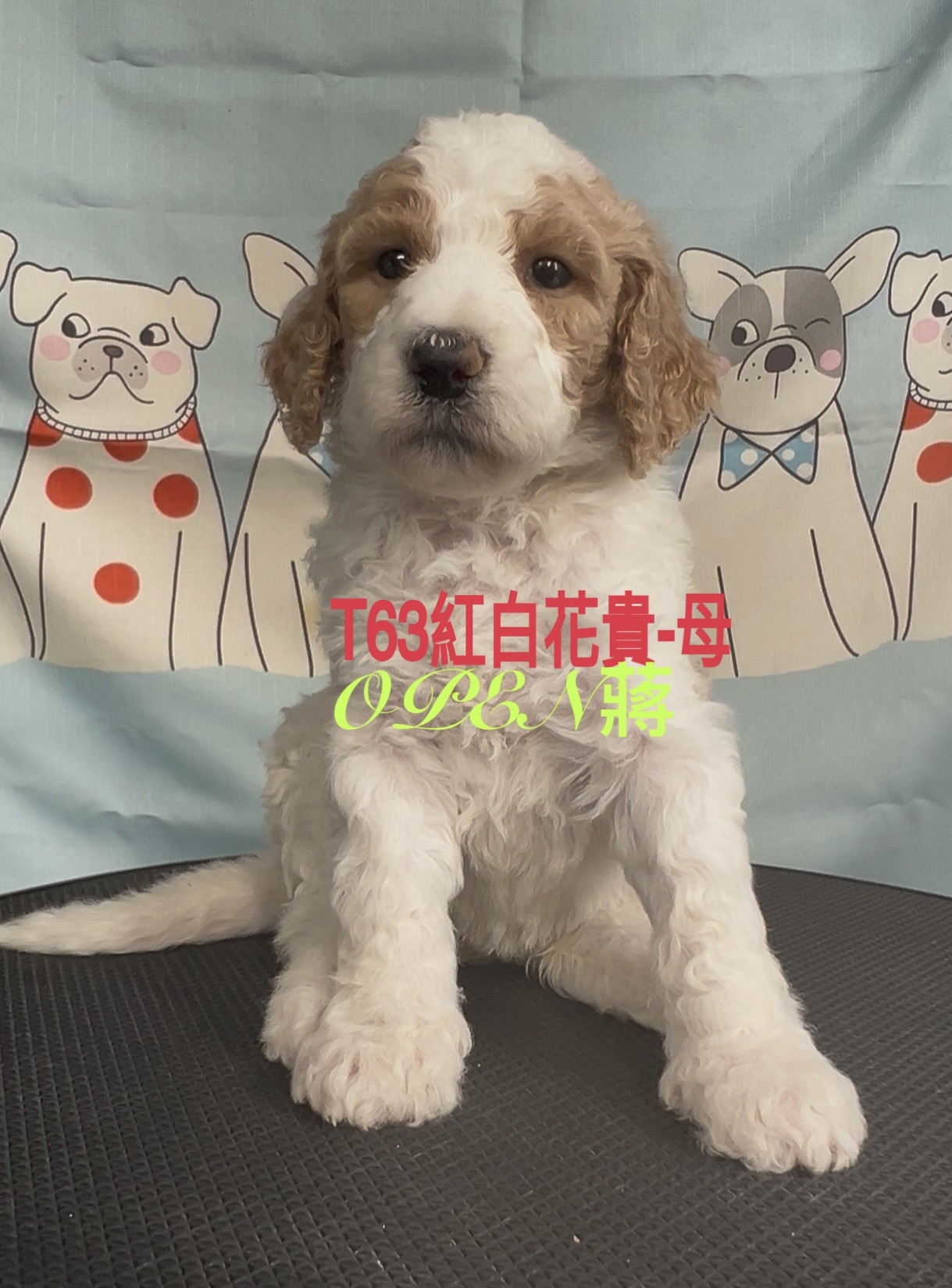 OPEN蔣犬舍／紅白色巨型貴賓