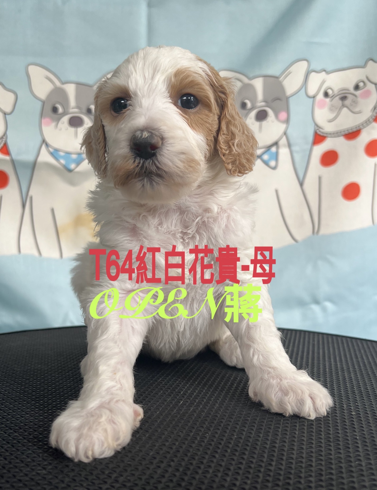 OPEN蔣犬舍／紅白色巨型貴賓