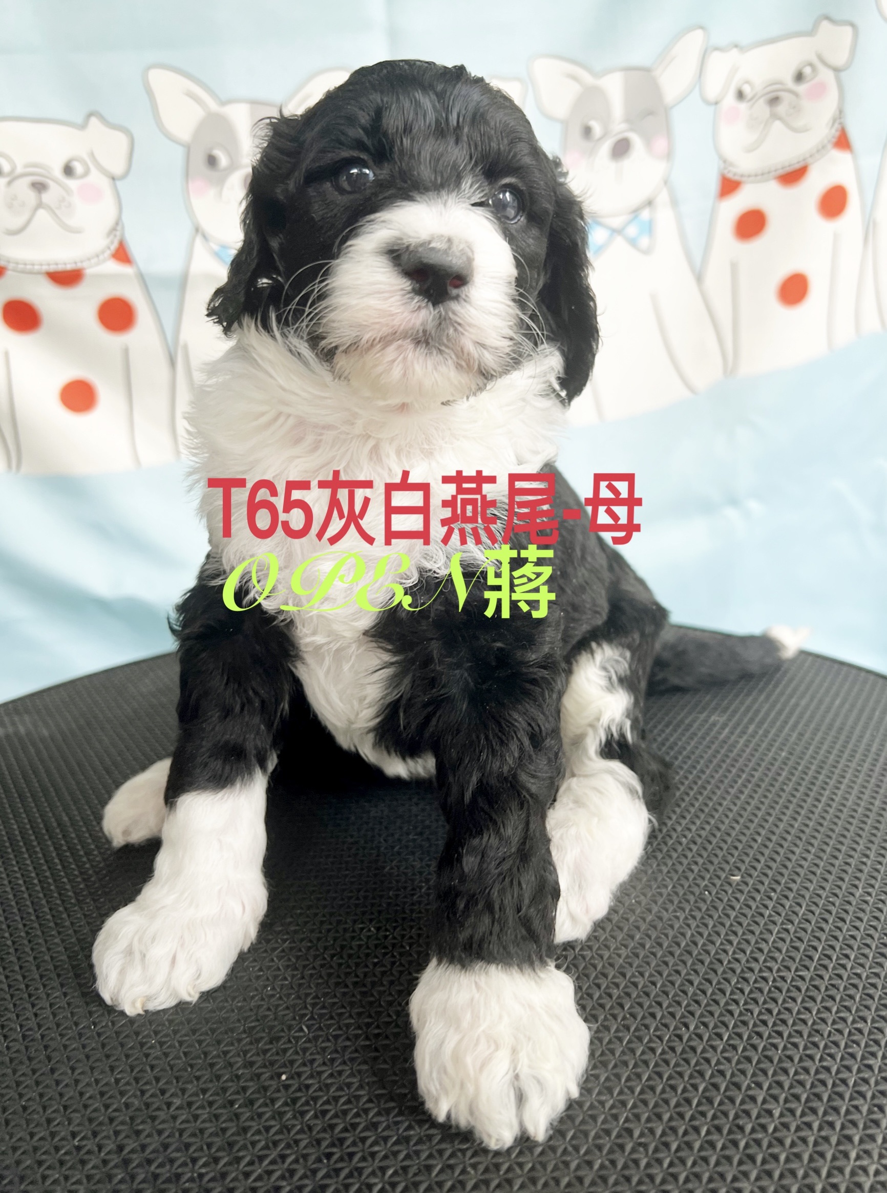 OPEN蔣犬舍／灰白燕尾巨型貴賓
