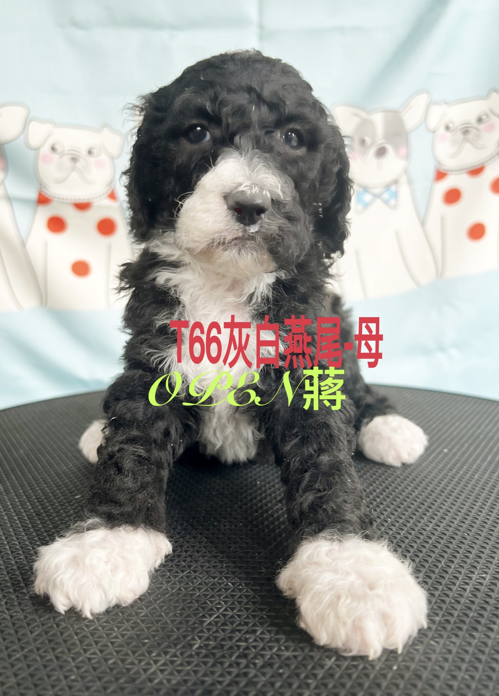 OPEN蔣犬舍／灰白燕尾巨型貴賓