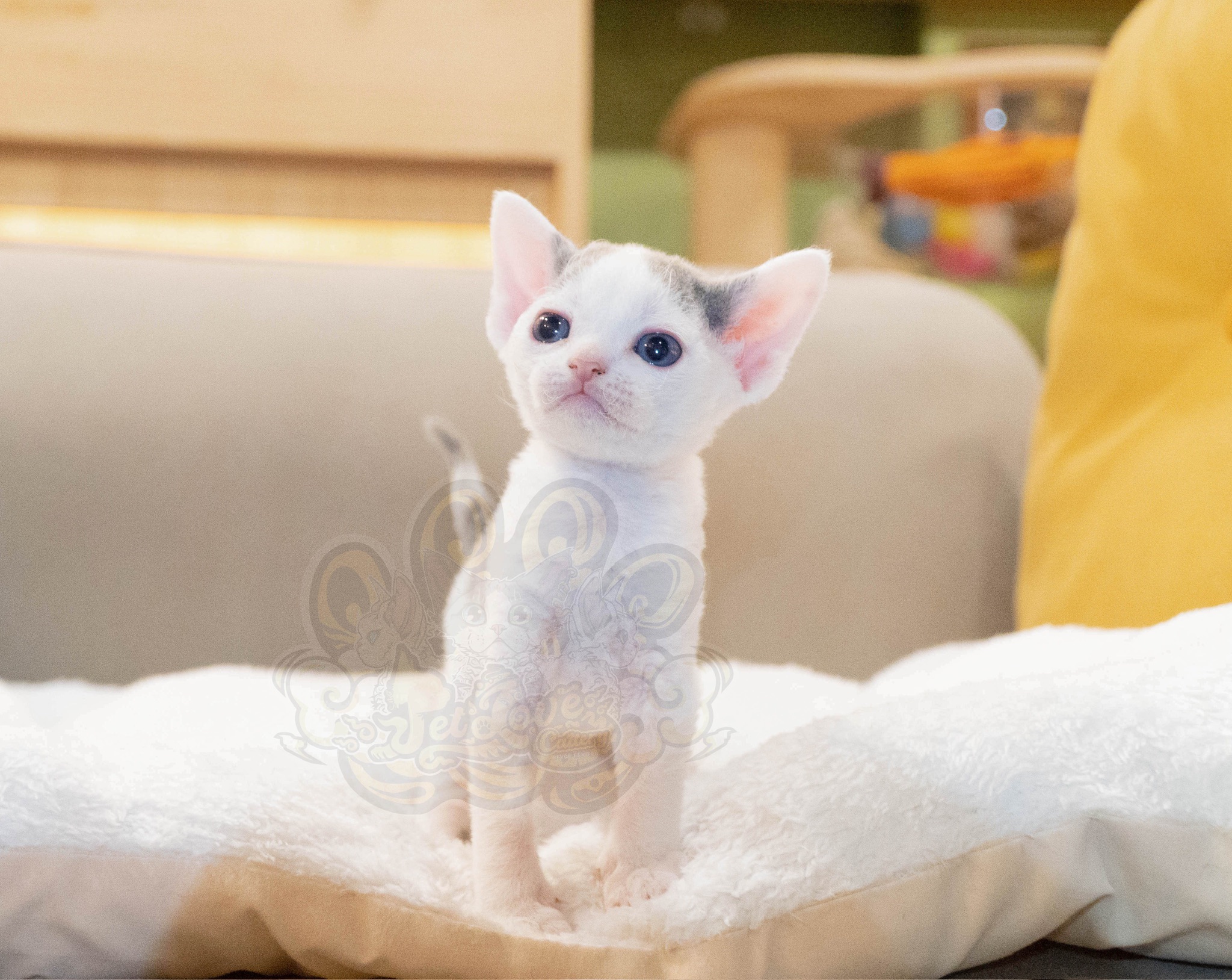 寵愛貓舍／藍白德文捲毛貓