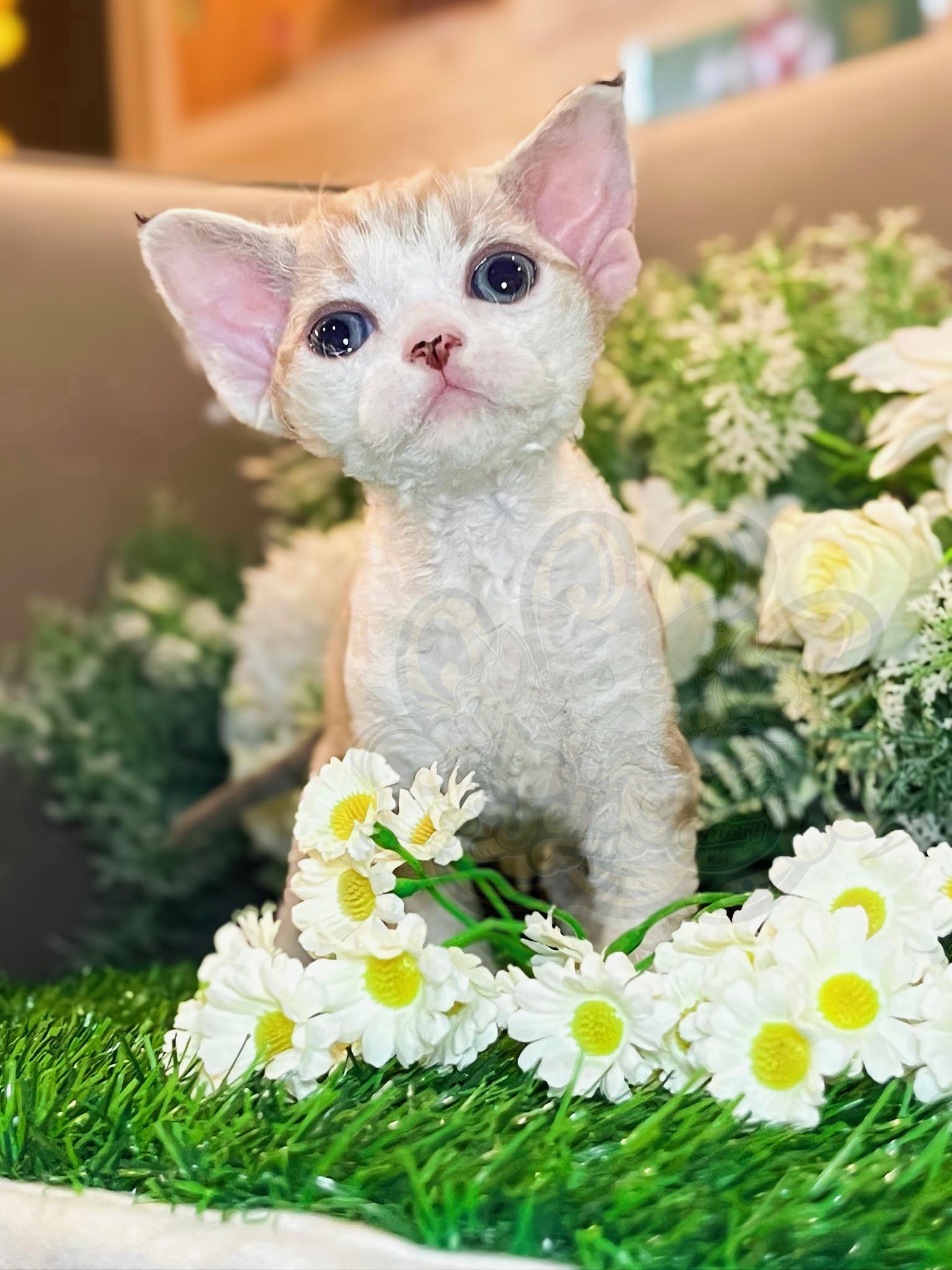 寵愛貓舍／丁香加白德文捲毛貓