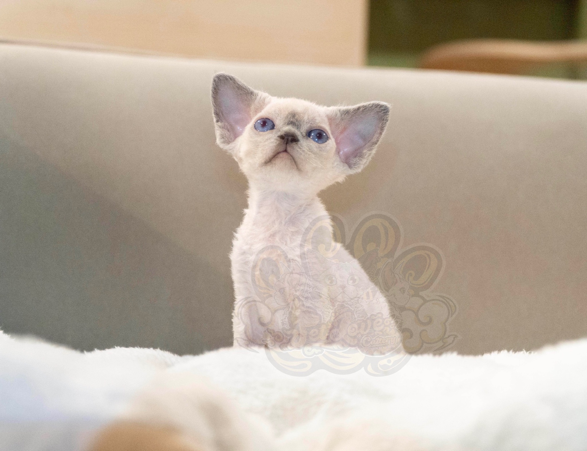 寵愛貓舍／藍眼重點色德文捲毛貓