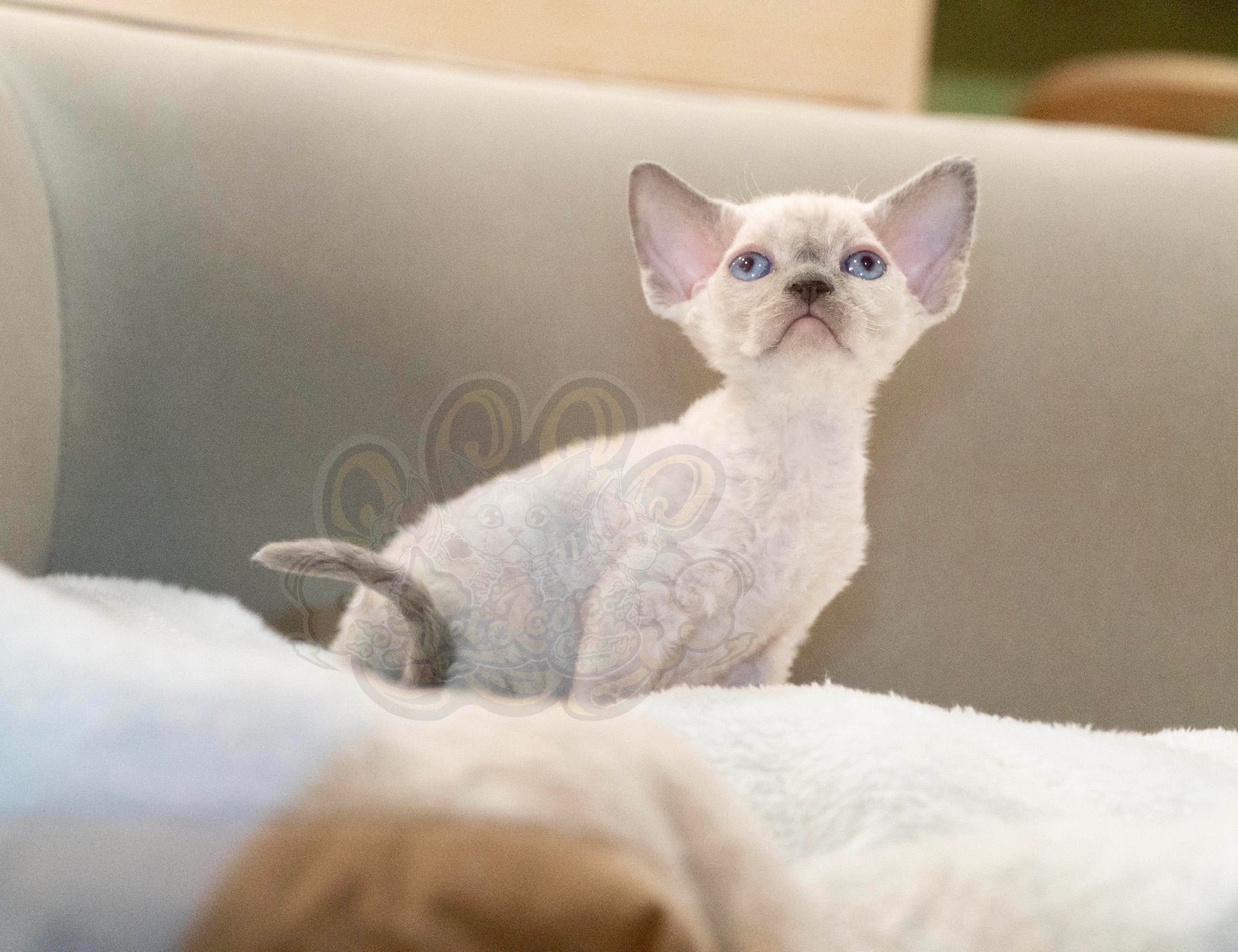 寵愛貓舍／藍眼重點色德文捲毛貓