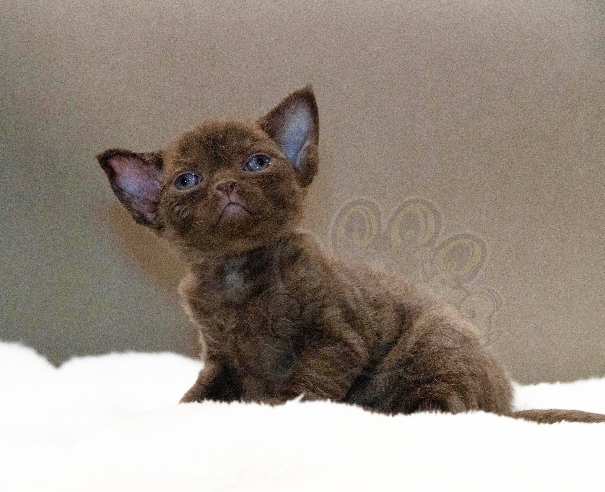 寵愛貓舍／巧克力德文捲毛貓