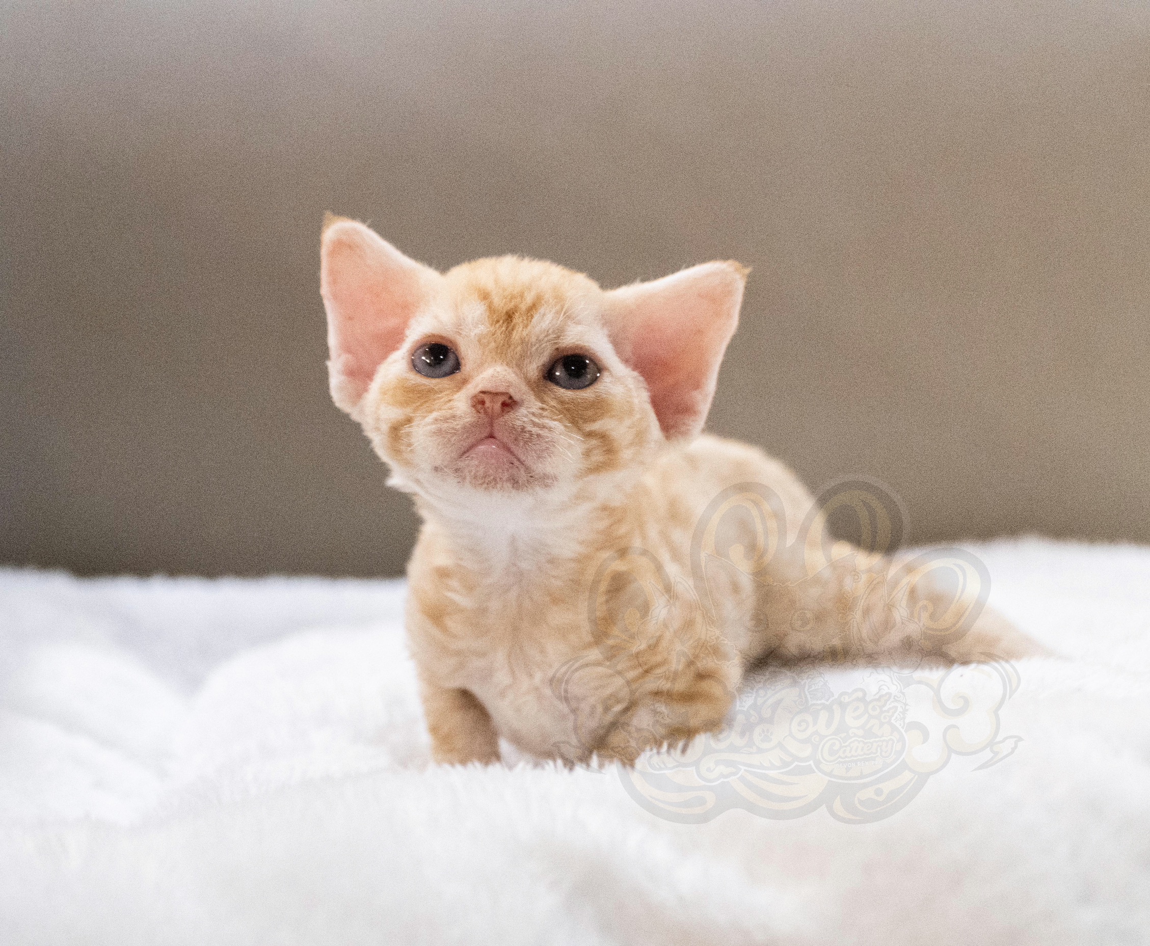 寵愛貓舍／紅虎斑德文捲毛貓