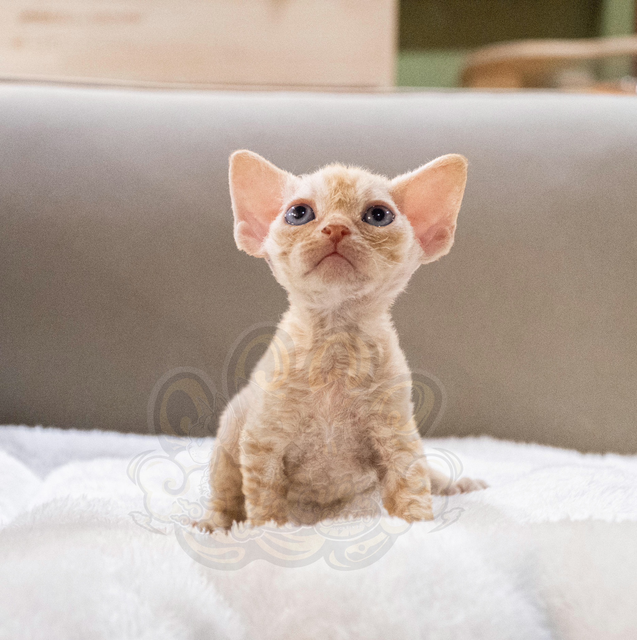 寵愛貓舍／紅虎斑德文捲毛貓