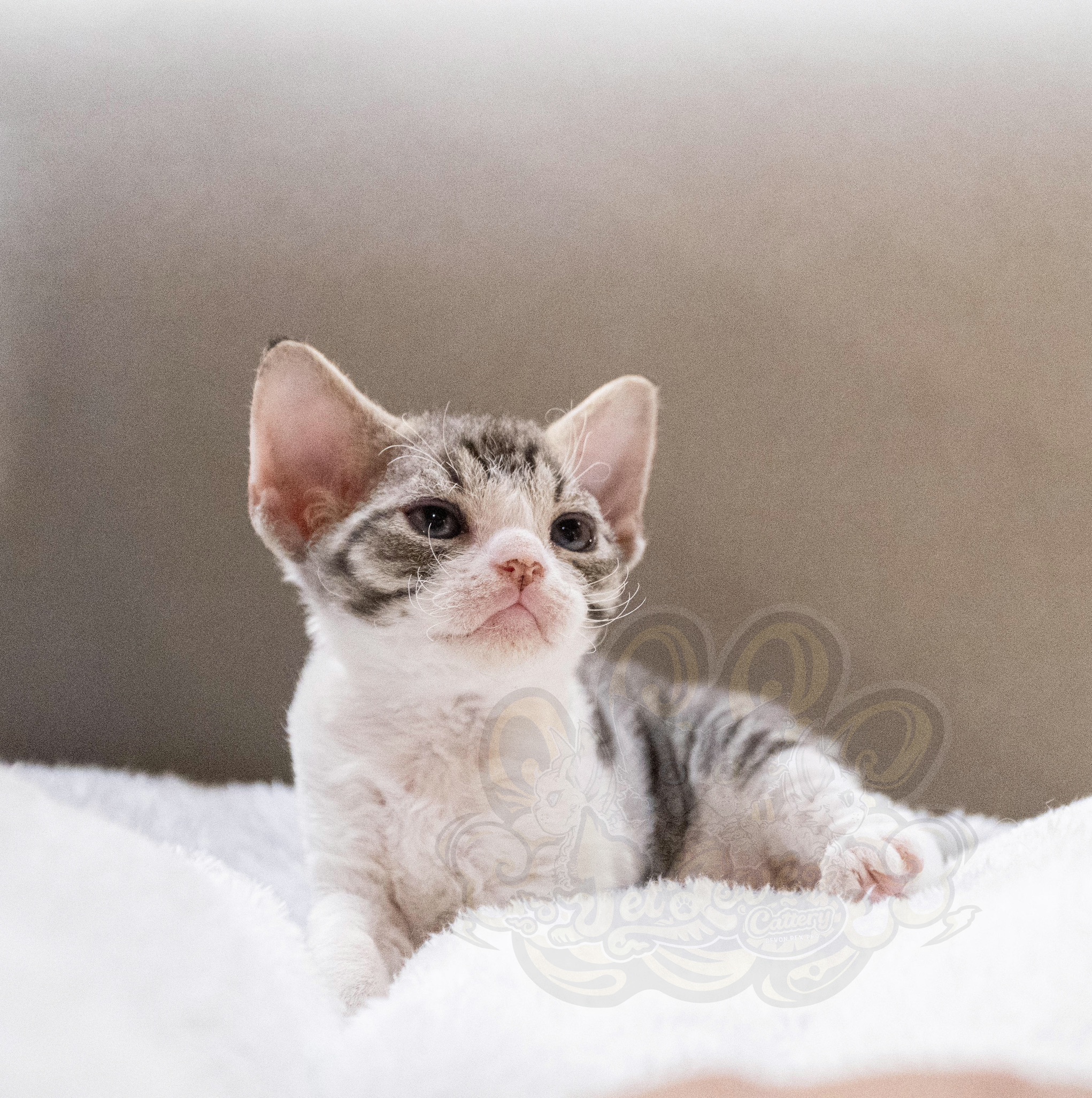 寵愛貓舍／虎斑加白德文捲毛貓