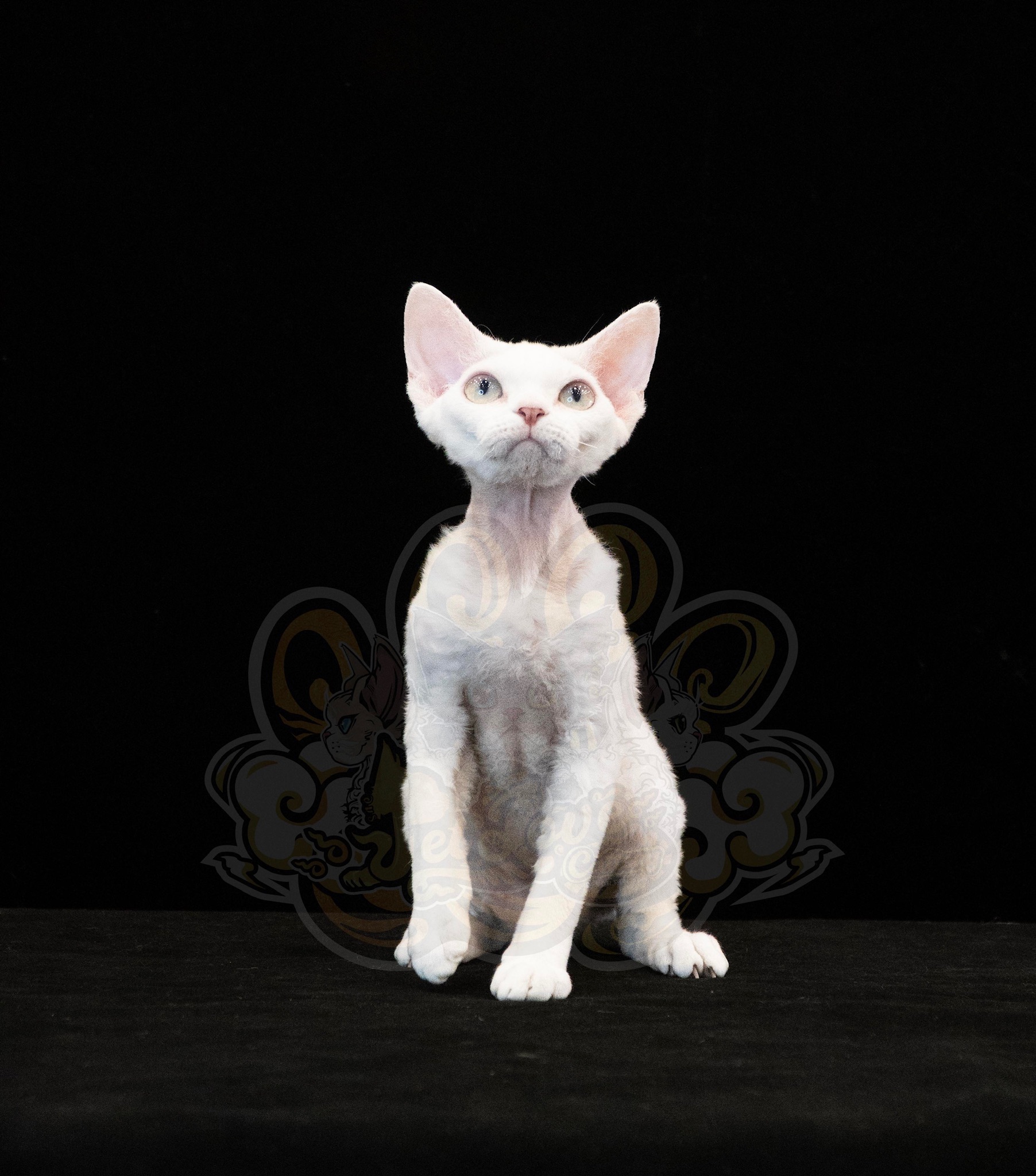 寵愛貓舍／純白德文捲毛貓