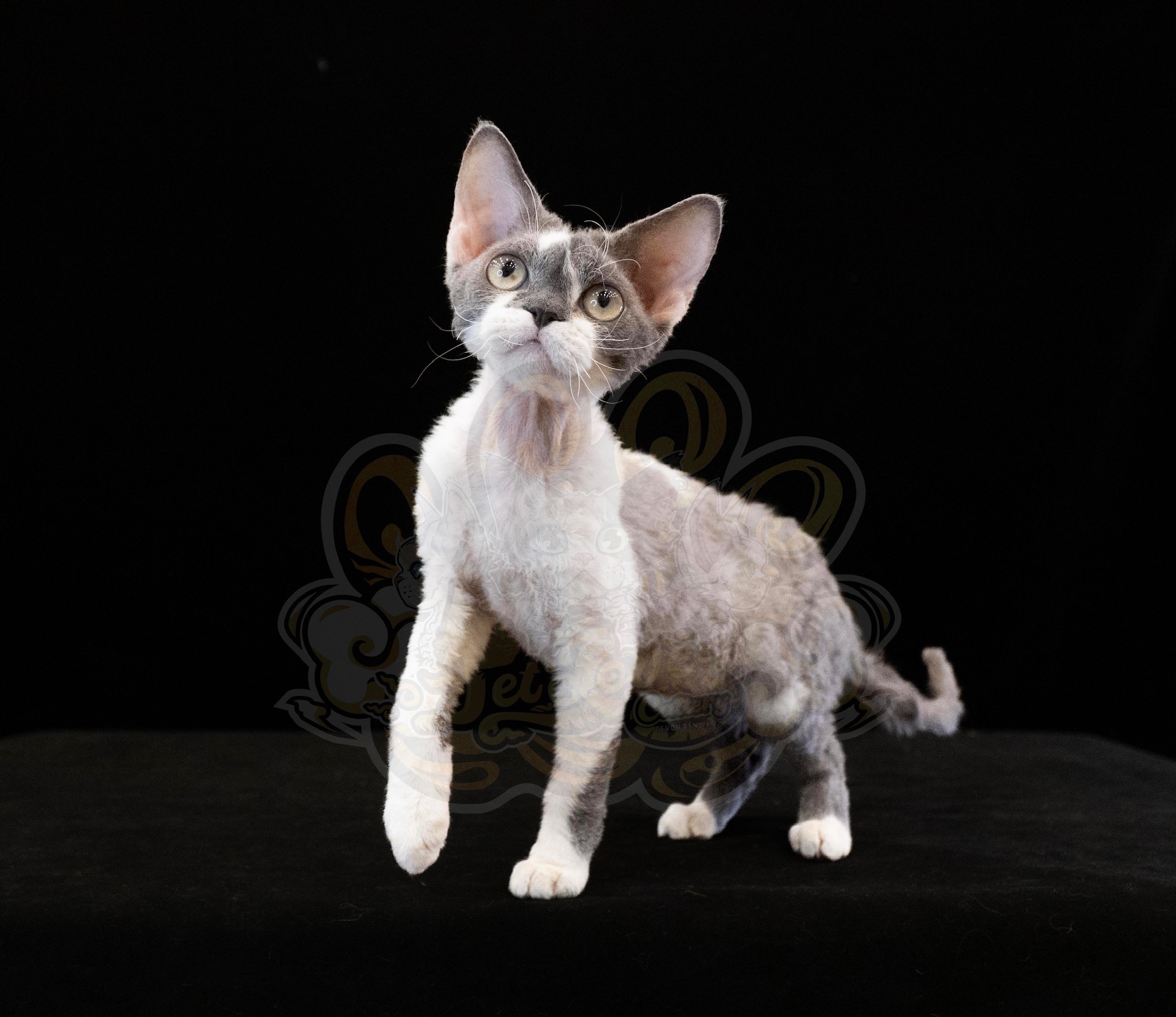 寵愛貓舍／純白德文捲毛貓