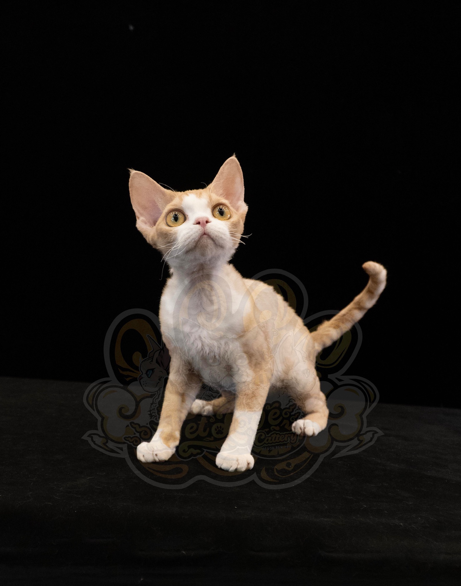 寵愛貓舍／凱米爾加白德文捲毛貓