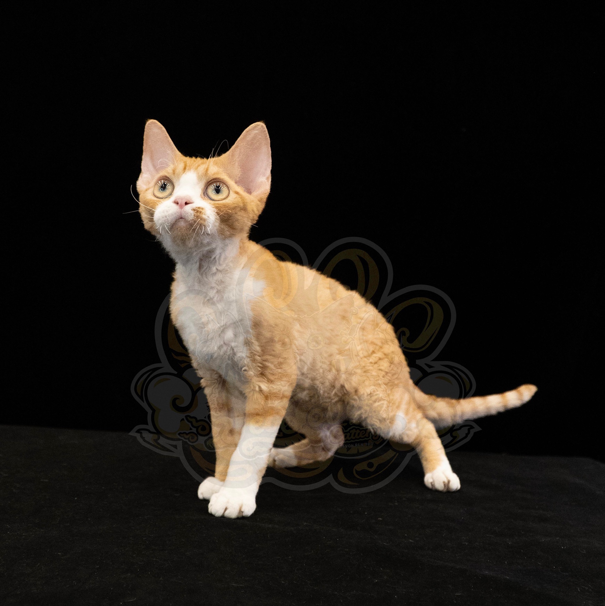 寵愛貓舍／紅虎斑加白德文捲毛貓