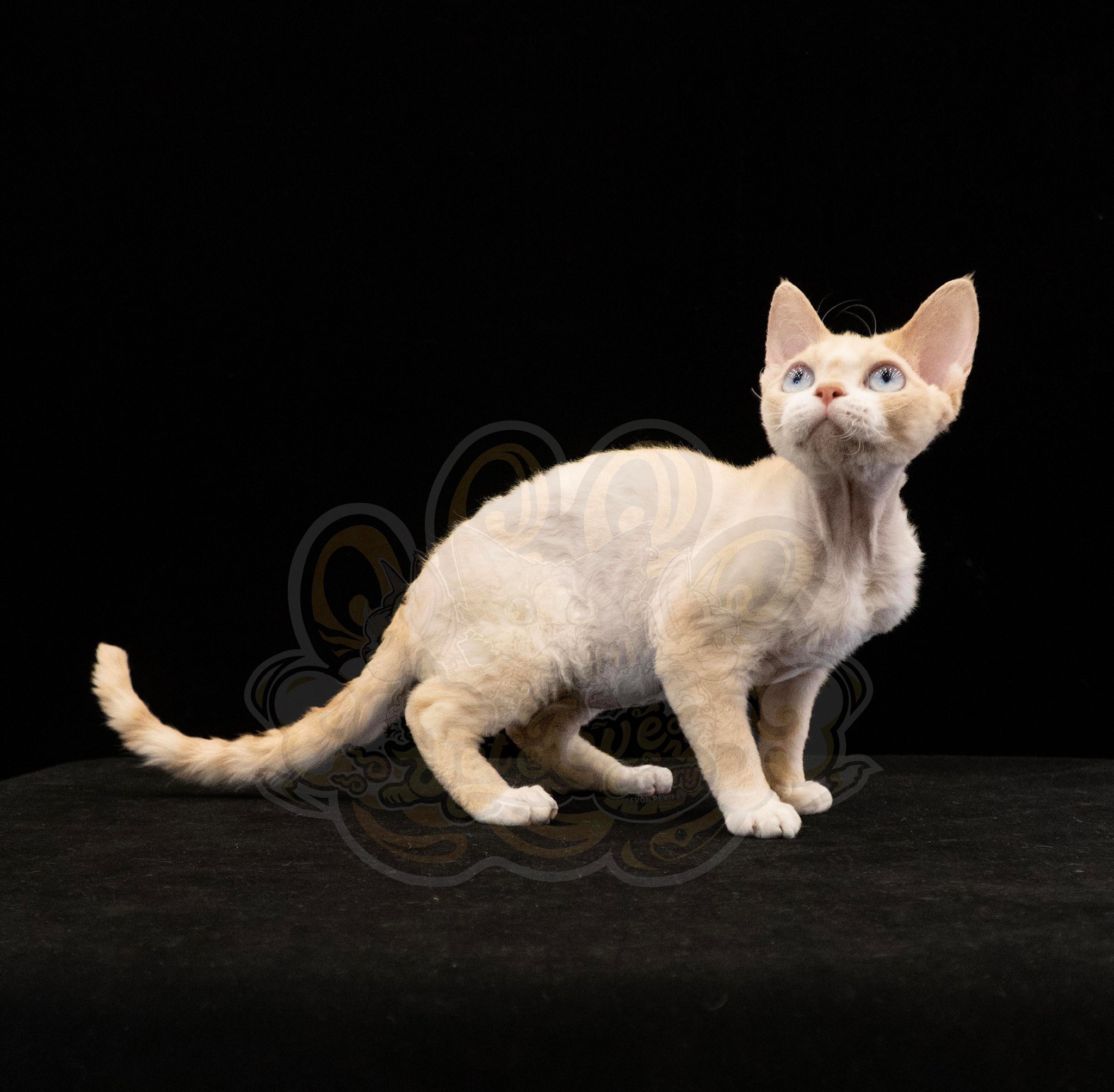 寵愛貓舍／奶油加白德文捲毛貓