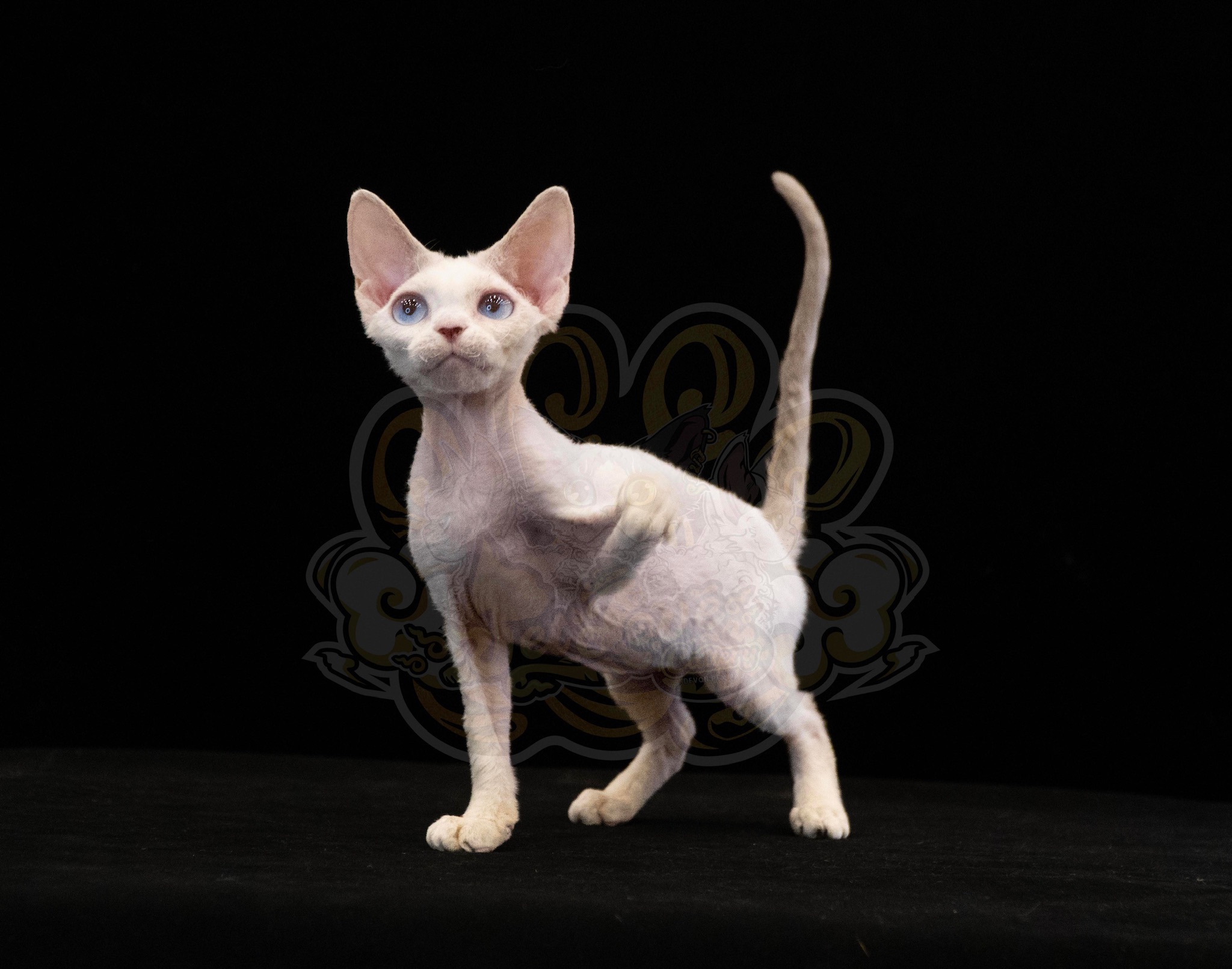 寵愛貓舍／奶油加白藍眼德文捲毛貓