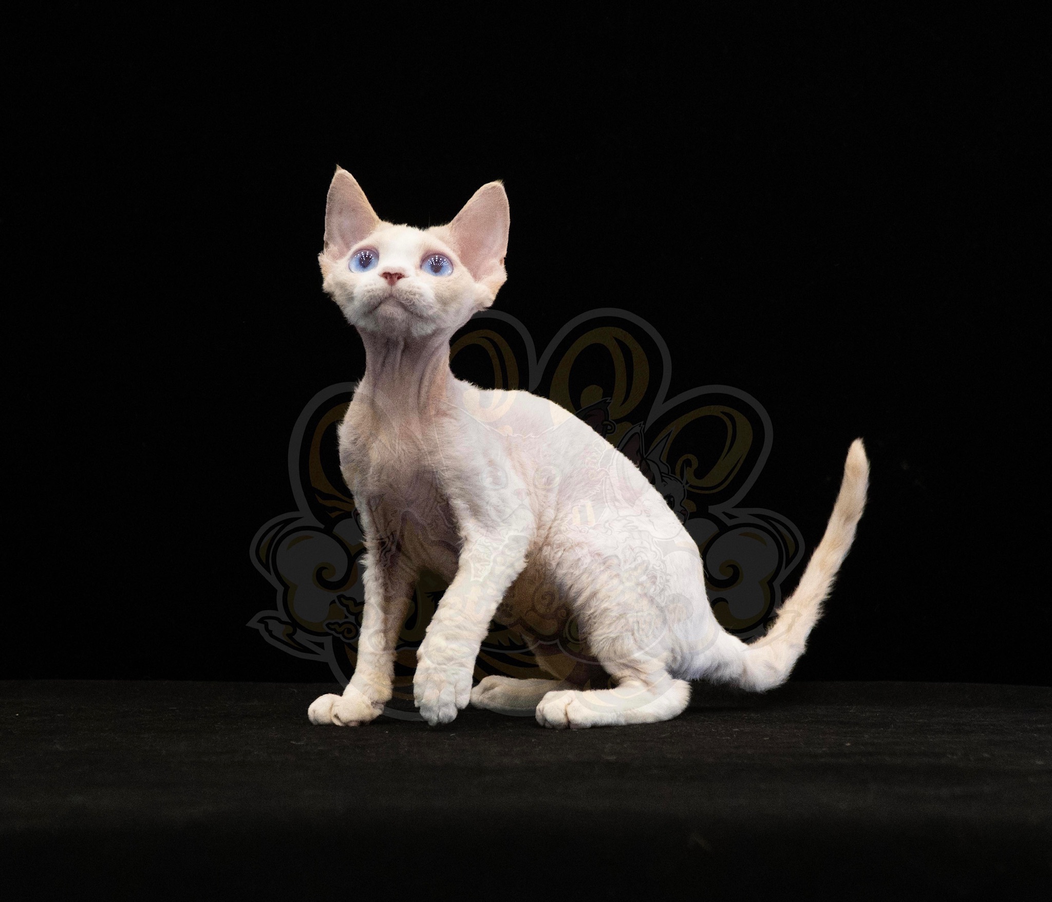 寵愛貓舍／奶油加白藍眼德文捲毛貓