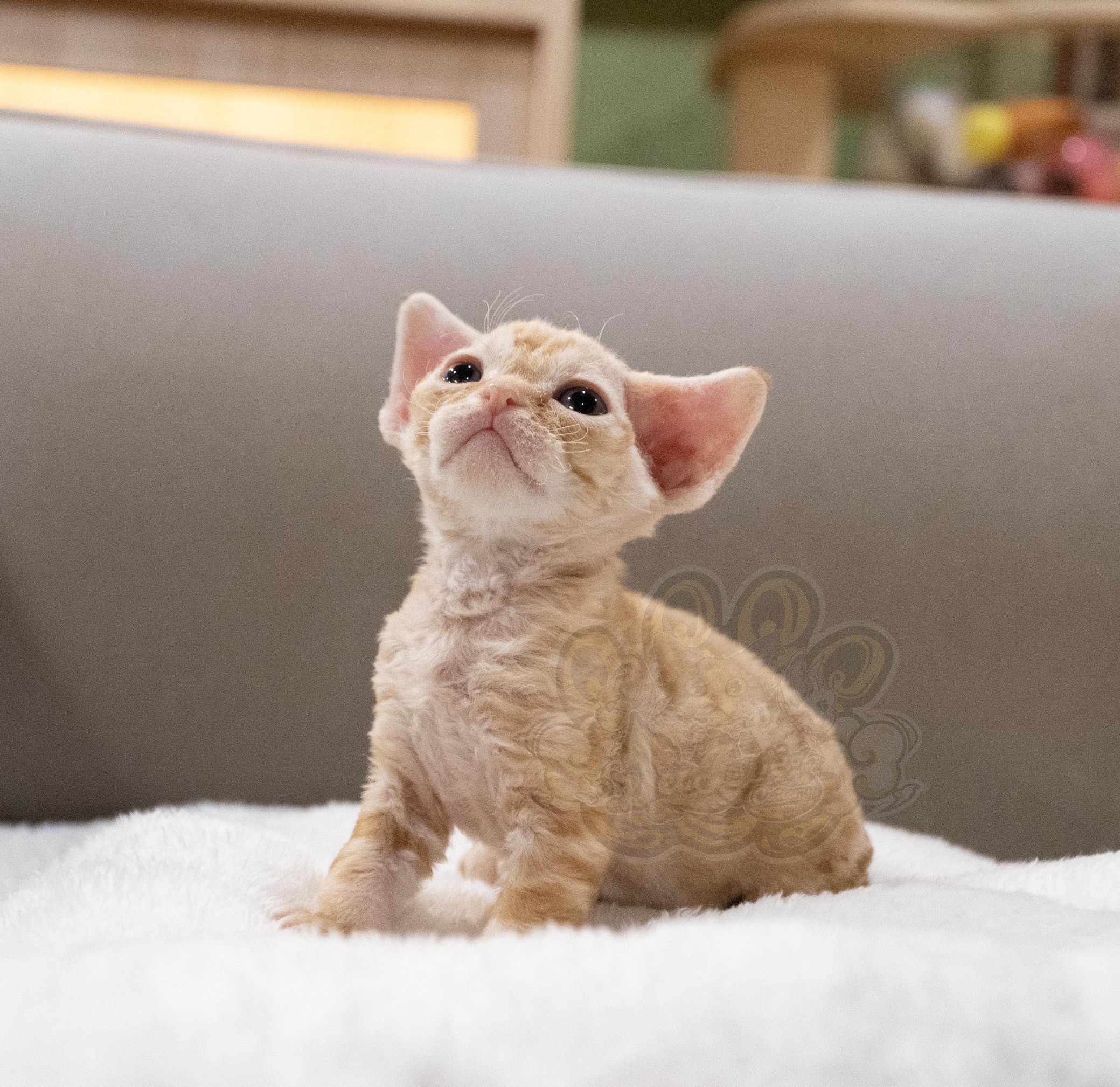 寵愛貓舍／紅虎斑德文捲毛貓