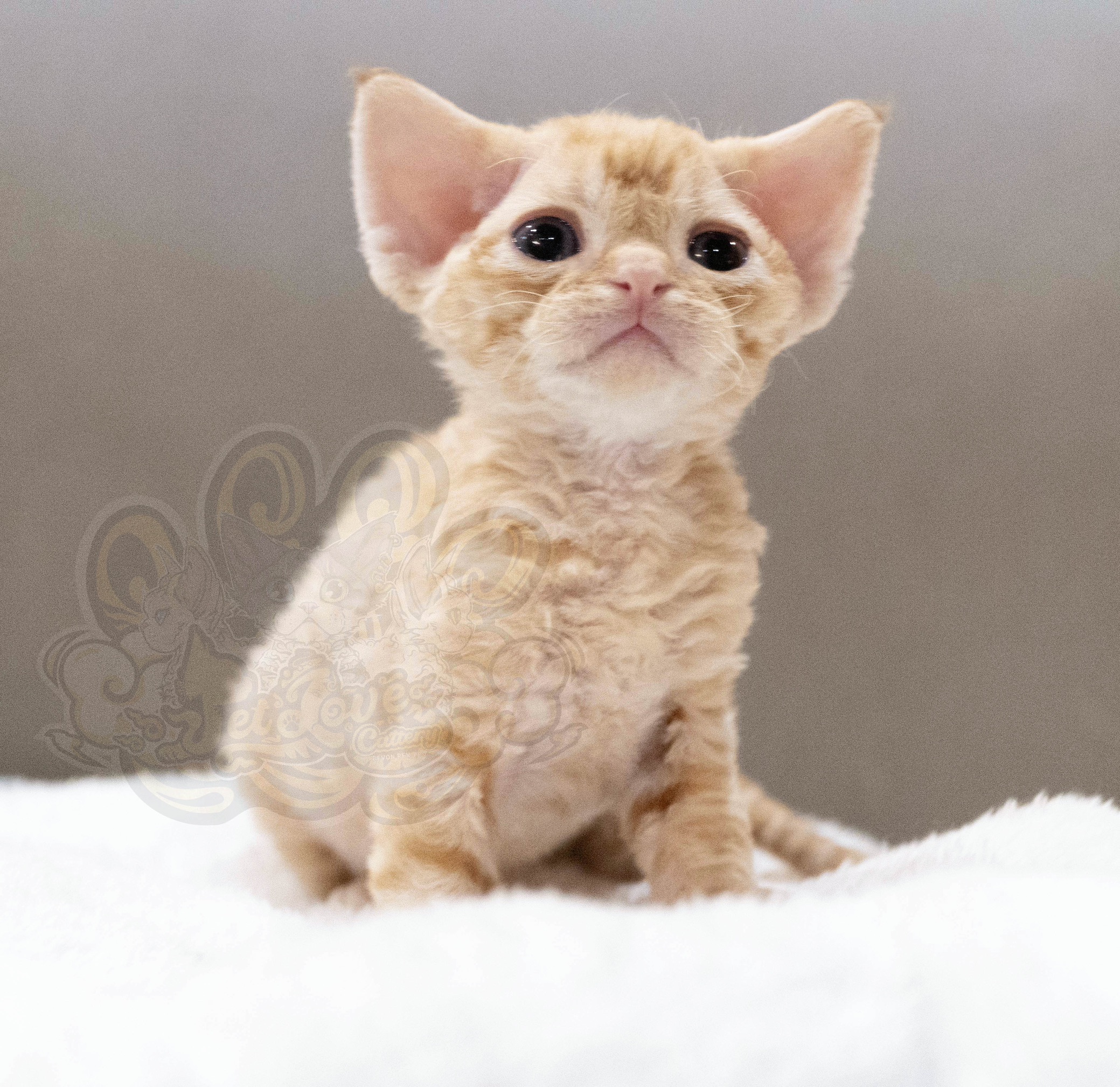 寵愛貓舍／紅虎斑德文捲毛貓