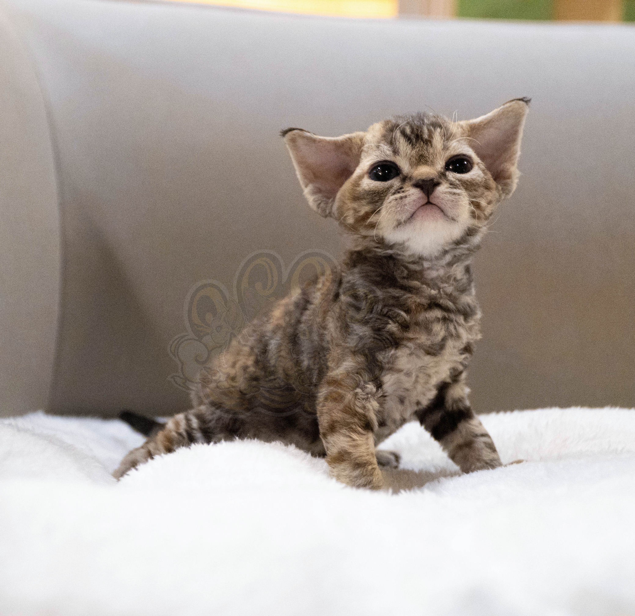 寵愛貓舍／虎斑玳瑁德文捲毛貓