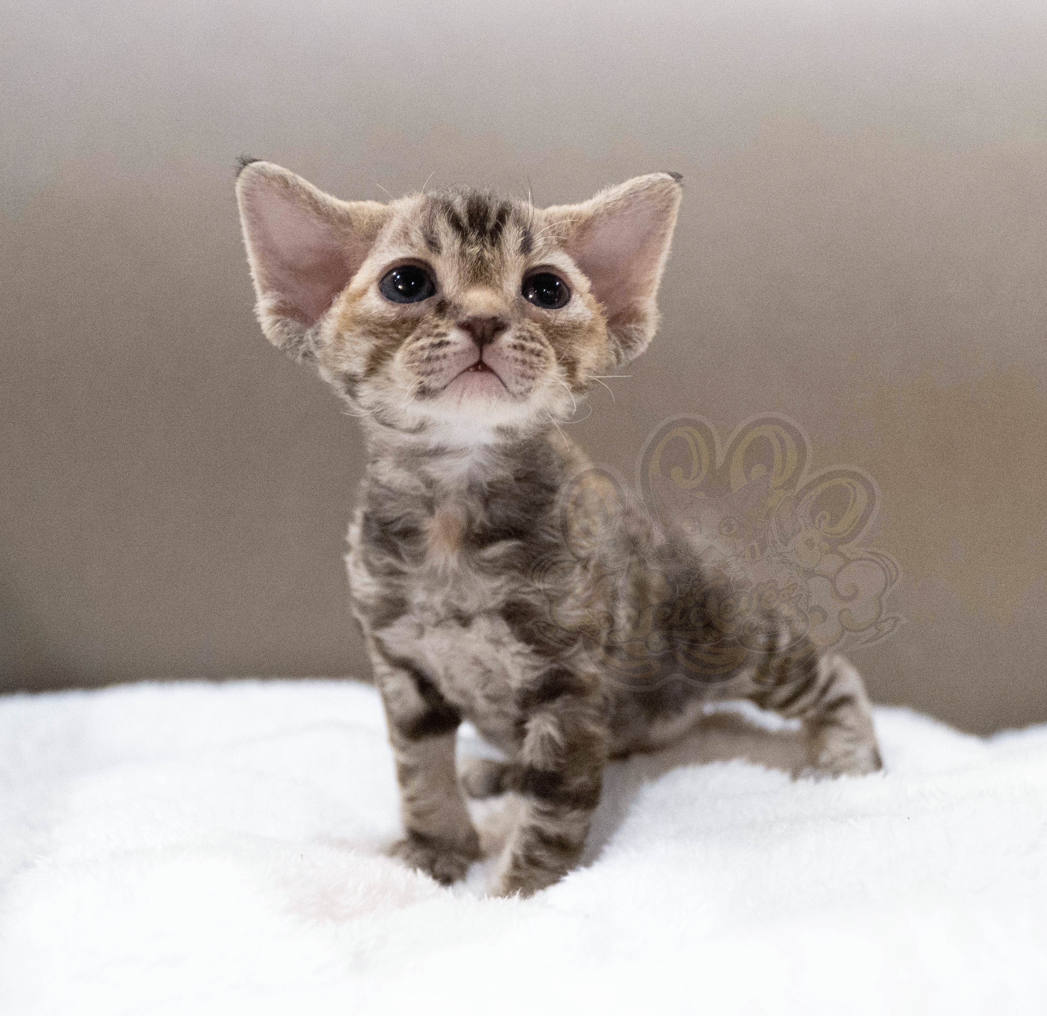 寵愛貓舍／虎斑玳瑁德文捲毛貓