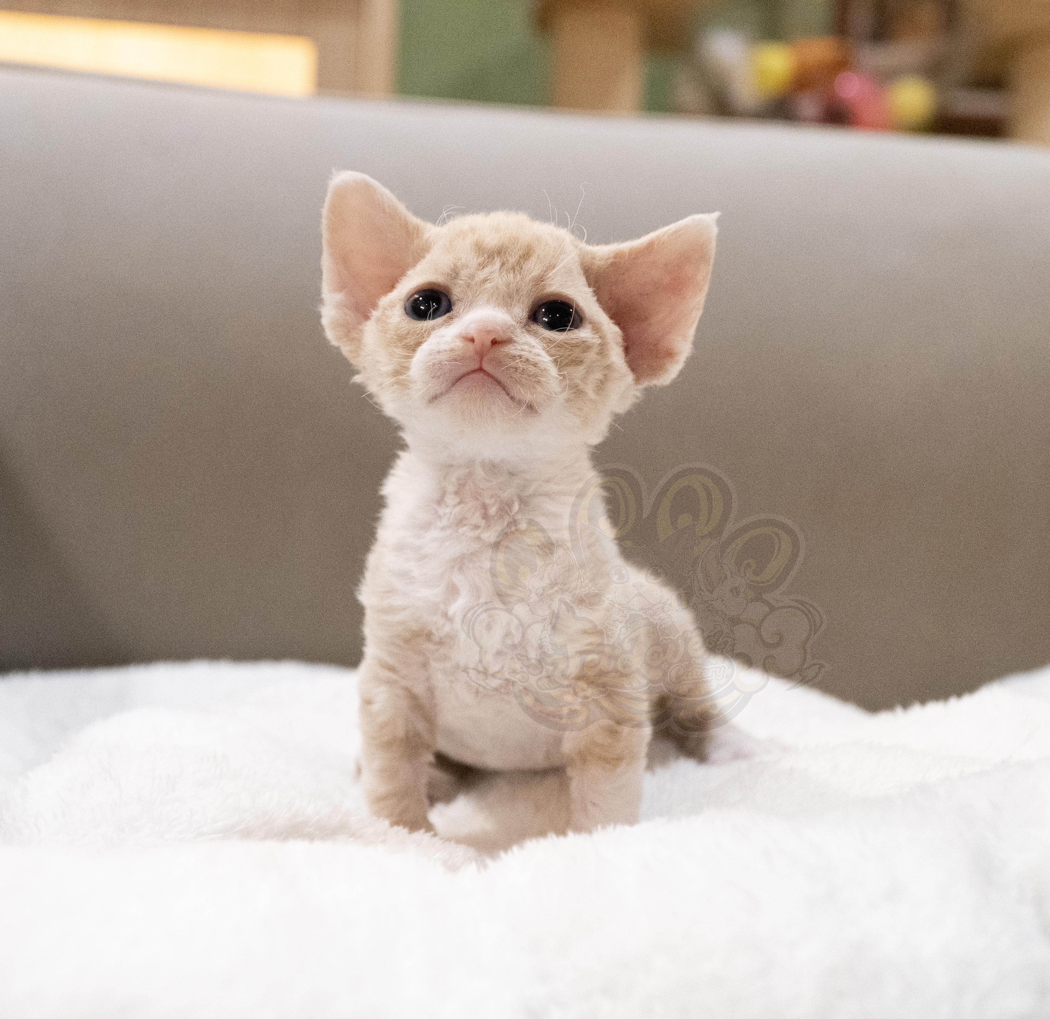 寵愛貓舍／奶油色德文捲毛貓