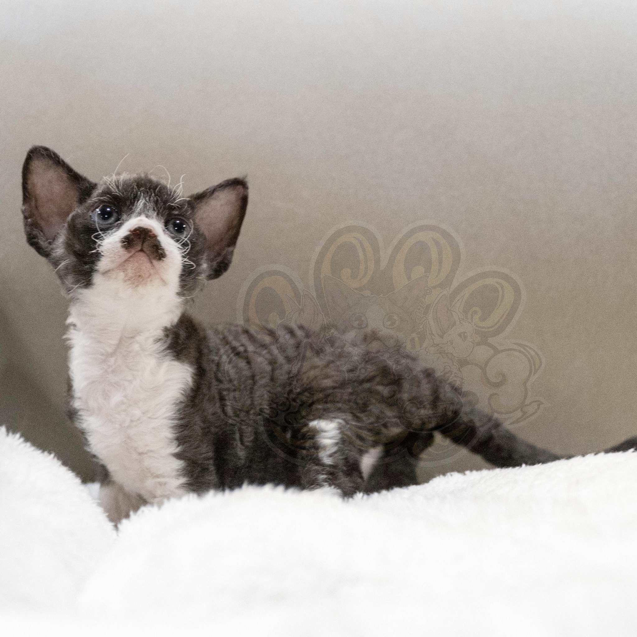 寵愛貓舍／黑白色德文捲毛貓