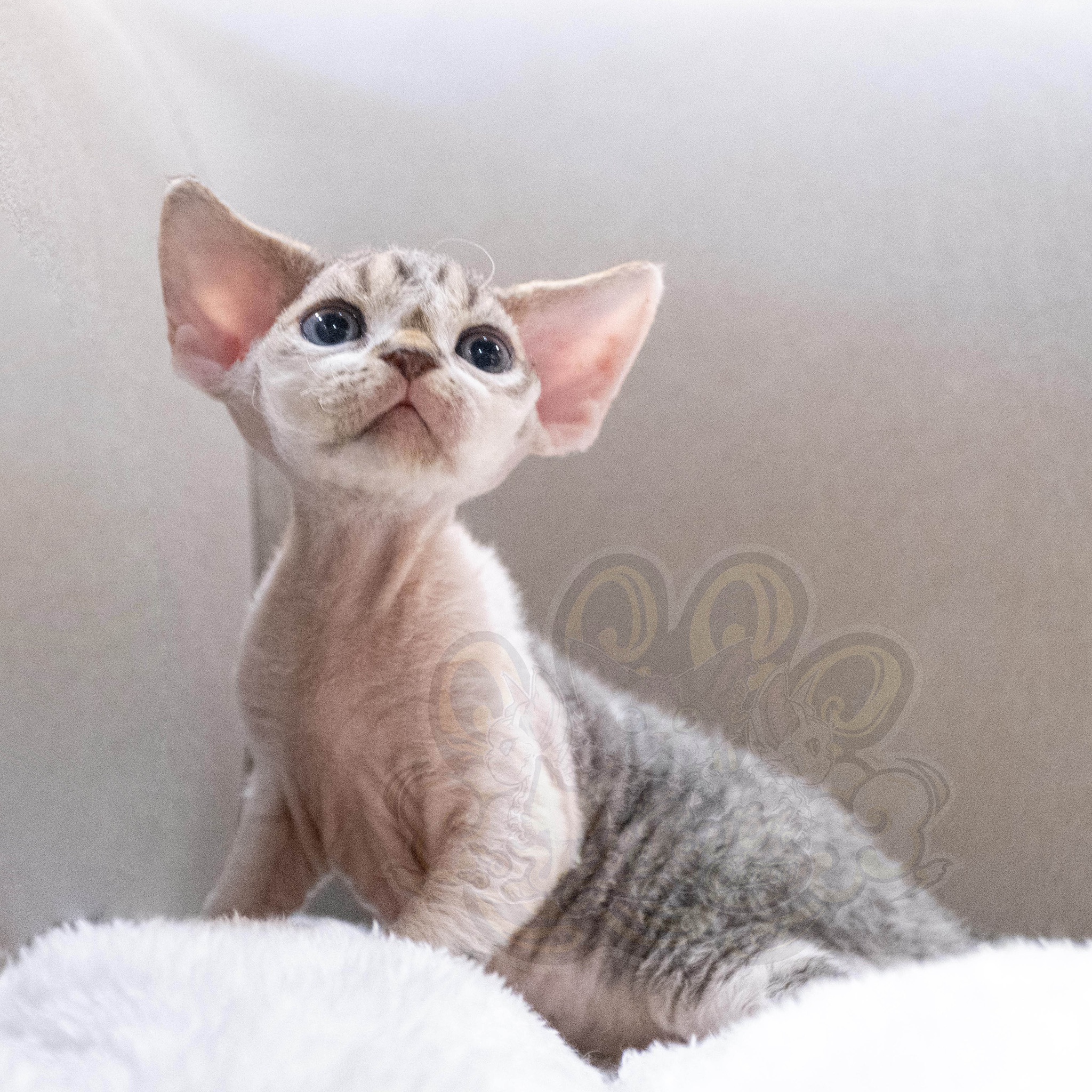 寵愛貓舍／虎斑加白德文捲毛貓