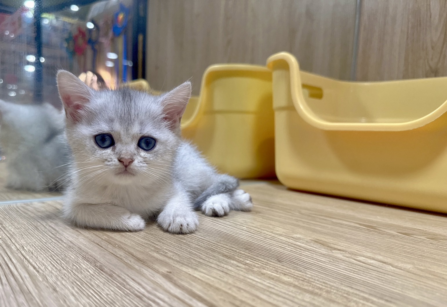 喜得貓社／銀漸層英國短毛貓