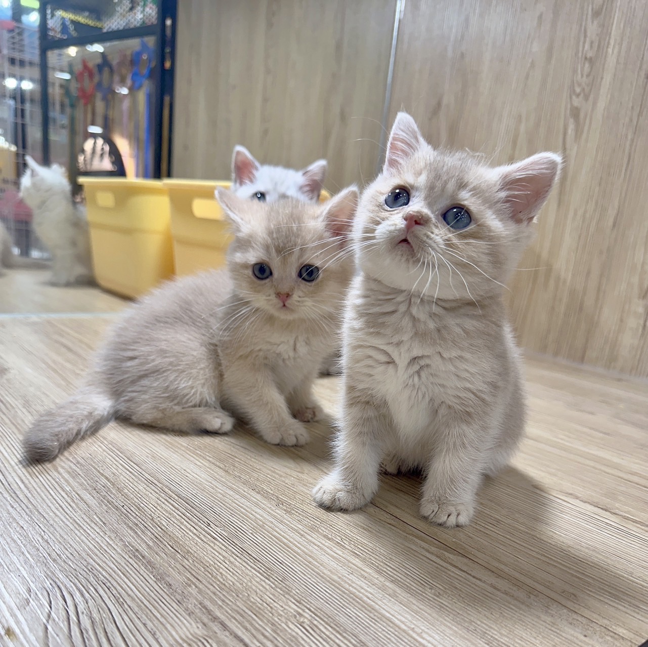 喜得貓社／紫金漸層英國短毛貓