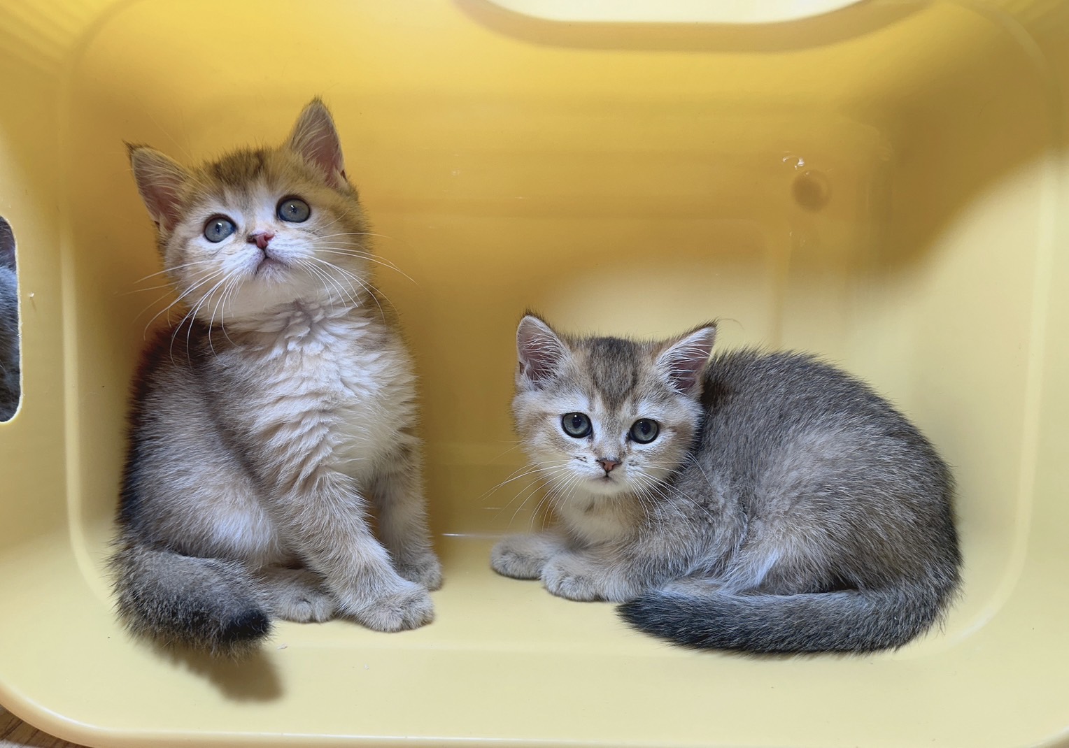 喜得貓社／黑金漸層英國短毛貓