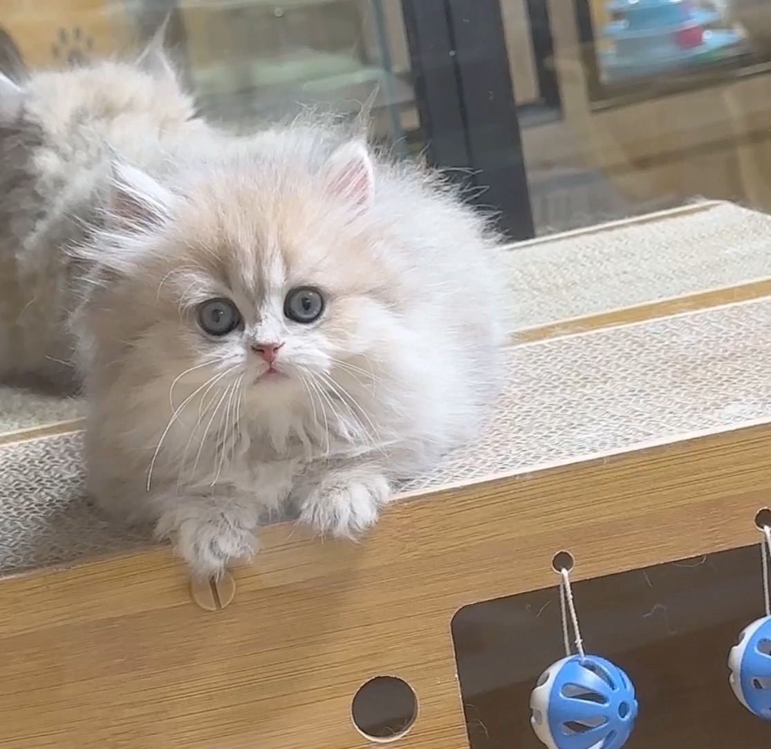 喜得貓社／藍金英國長毛貓