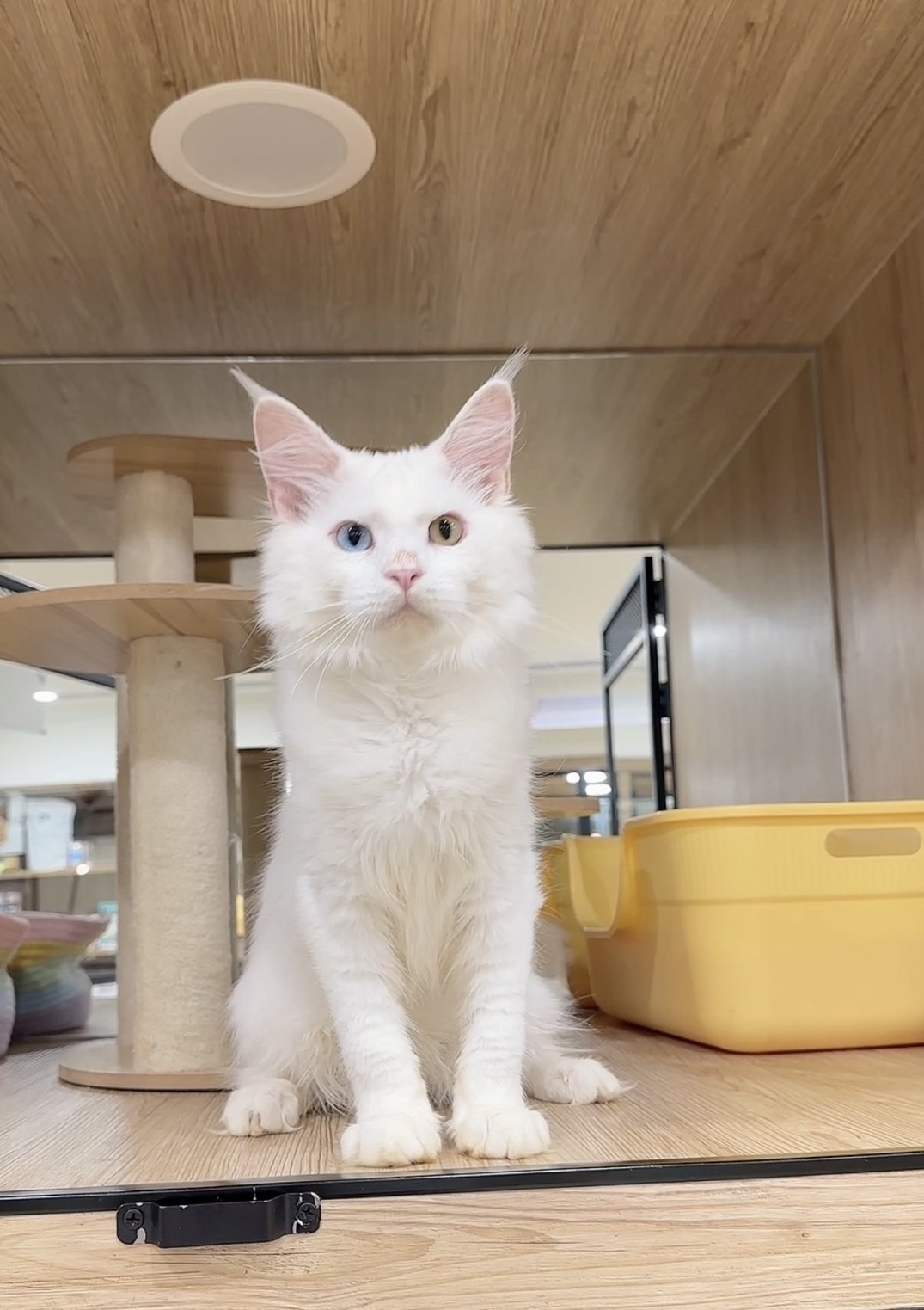 喜得貓社／白異瞳緬因貓
