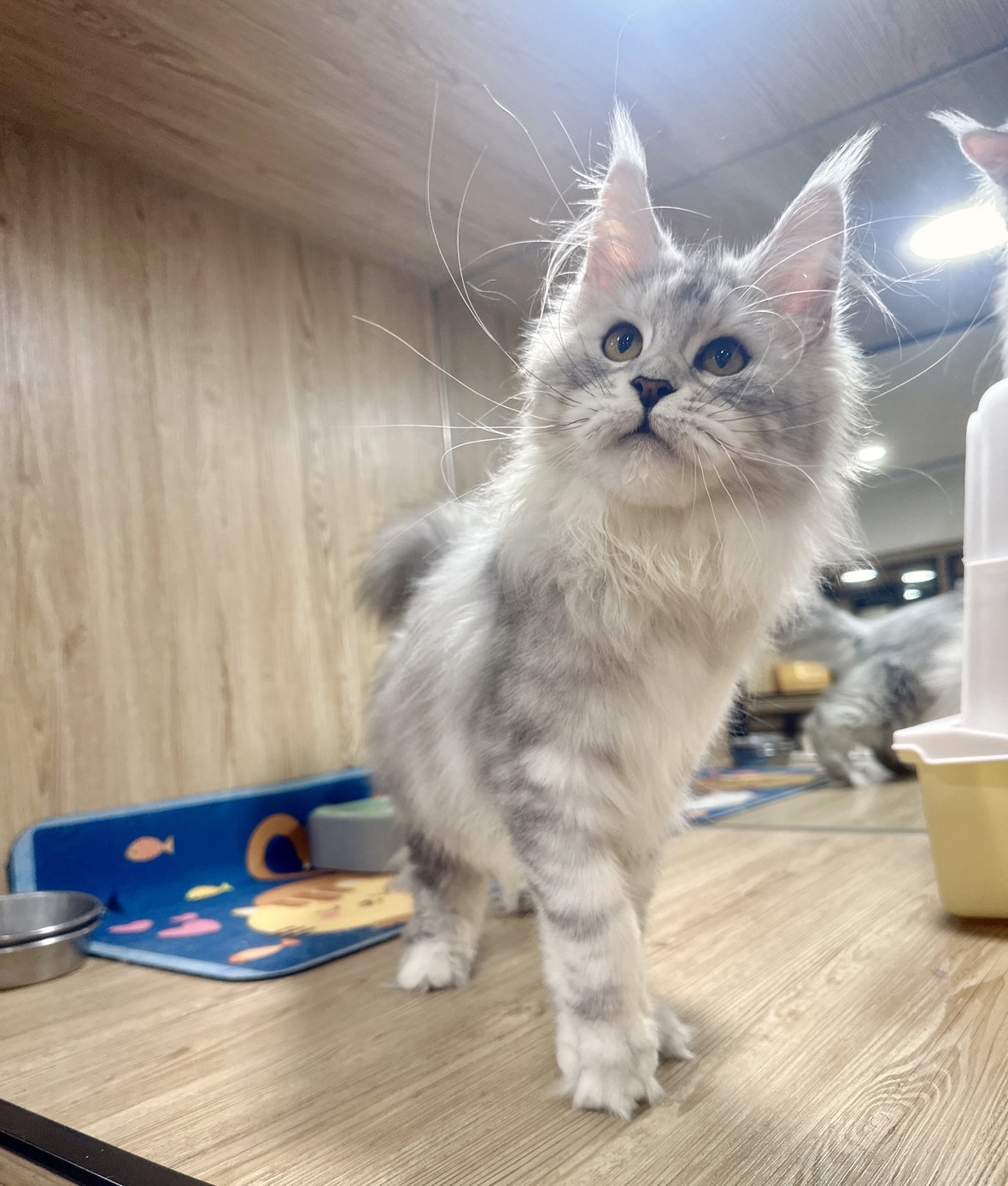 喜得貓社／陰影色緬因貓